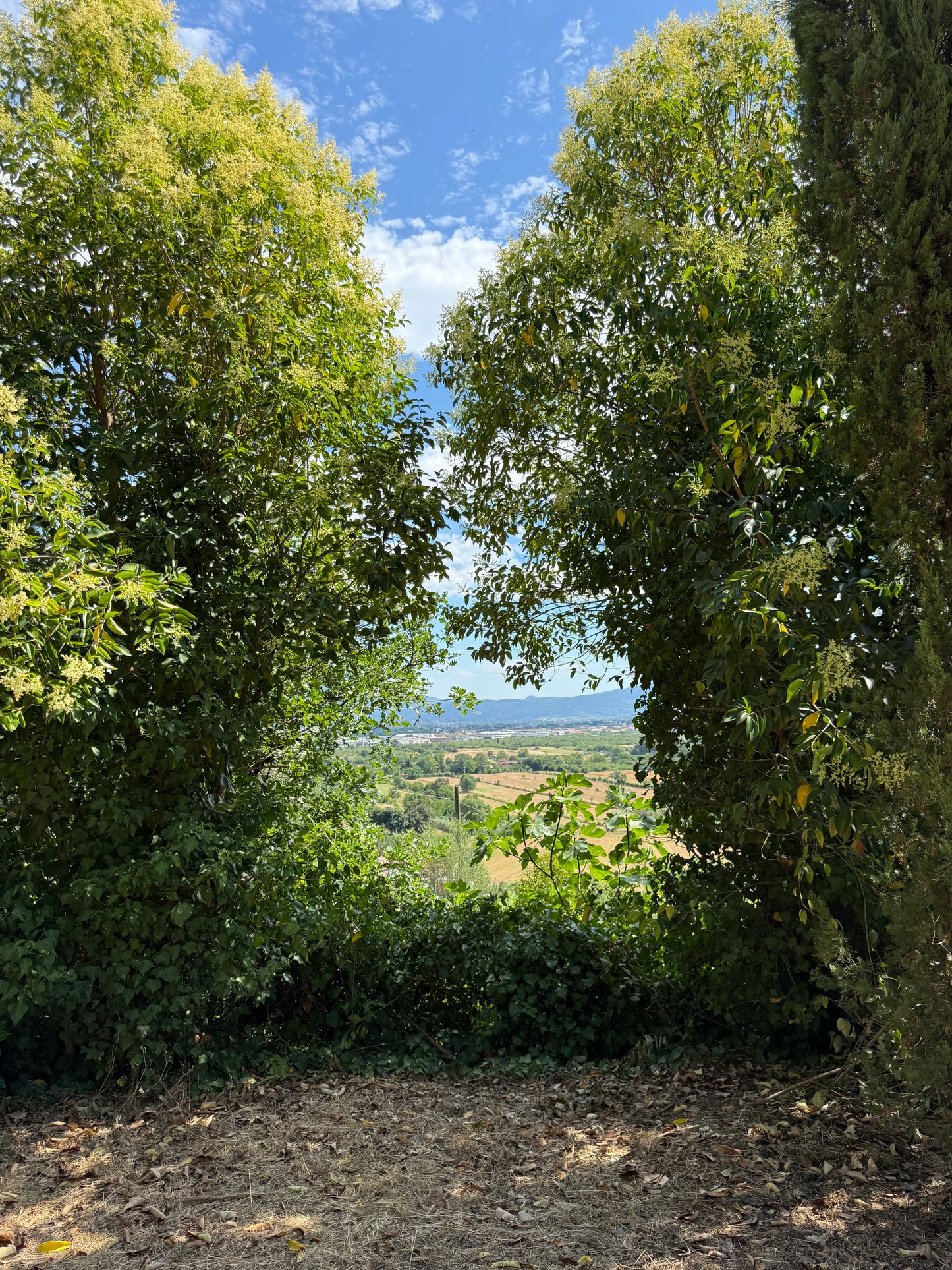 Villa near Arezzo centre with wineyard