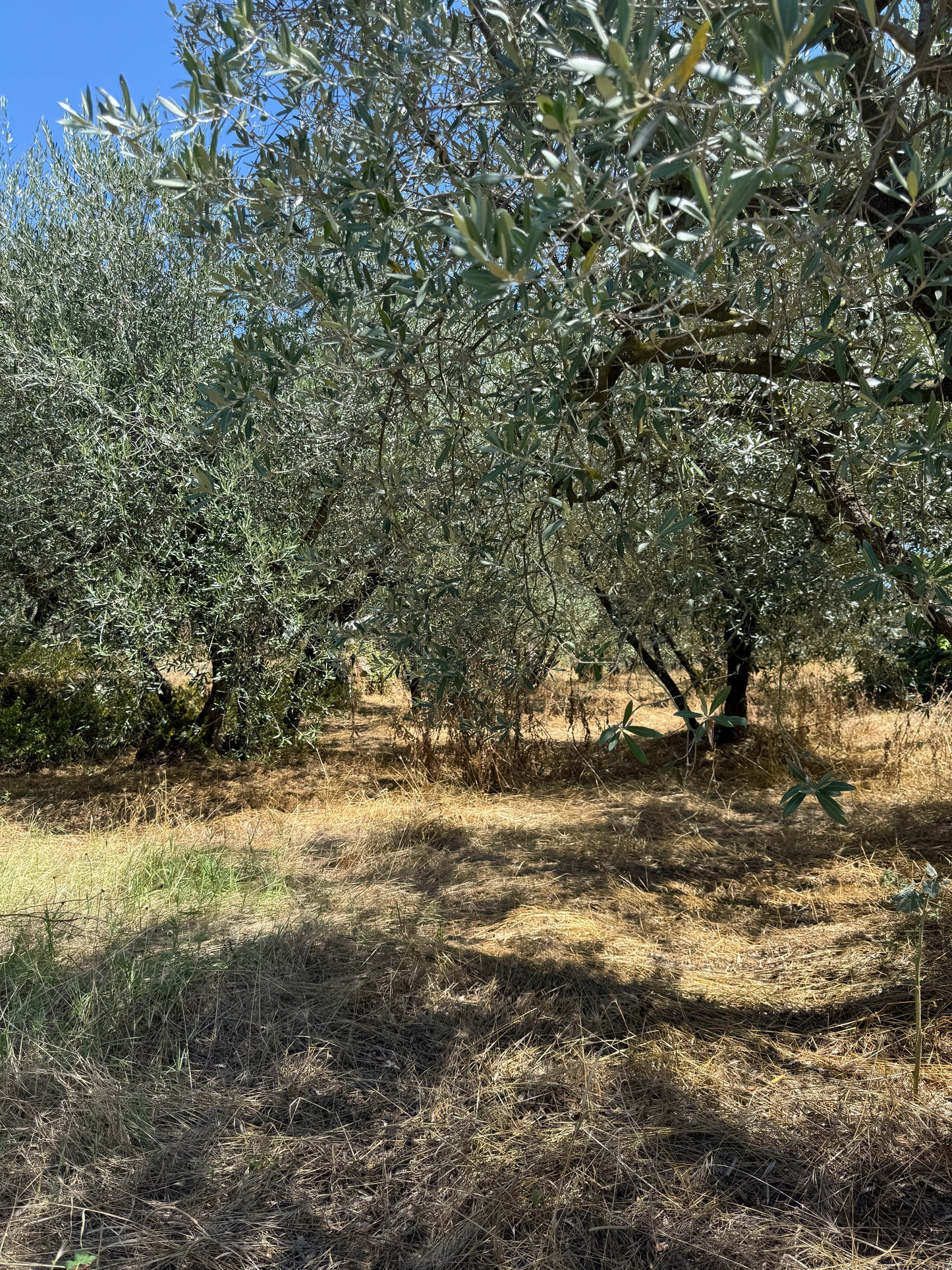 Land with annex