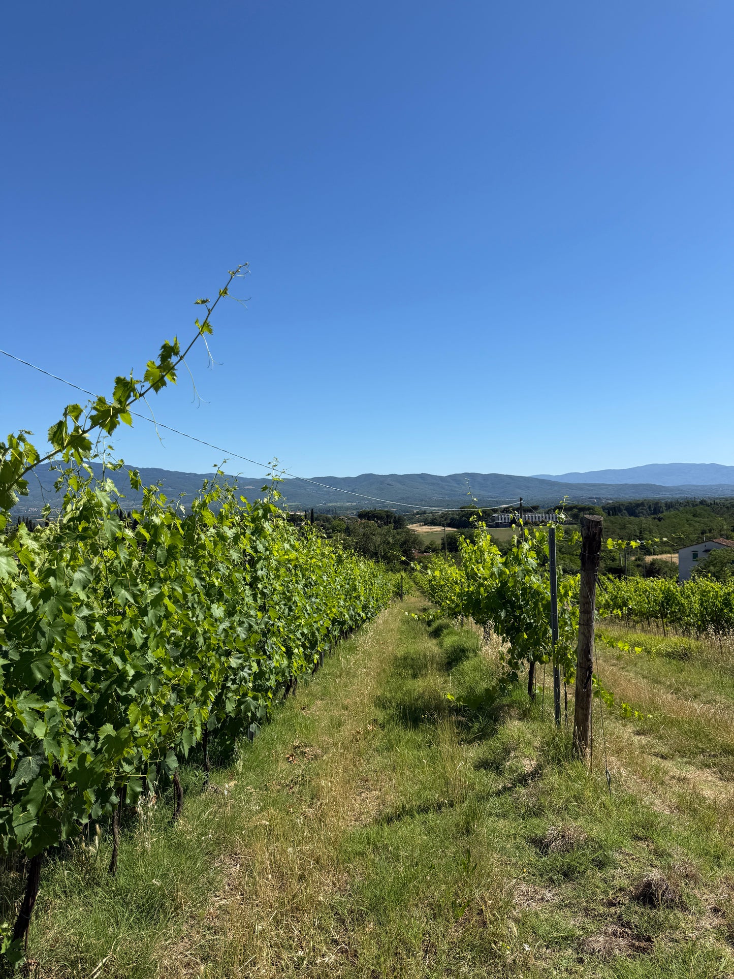 Splendid Vineyard in Pergine Valdarno - Exclusive Agricultural Opportunity