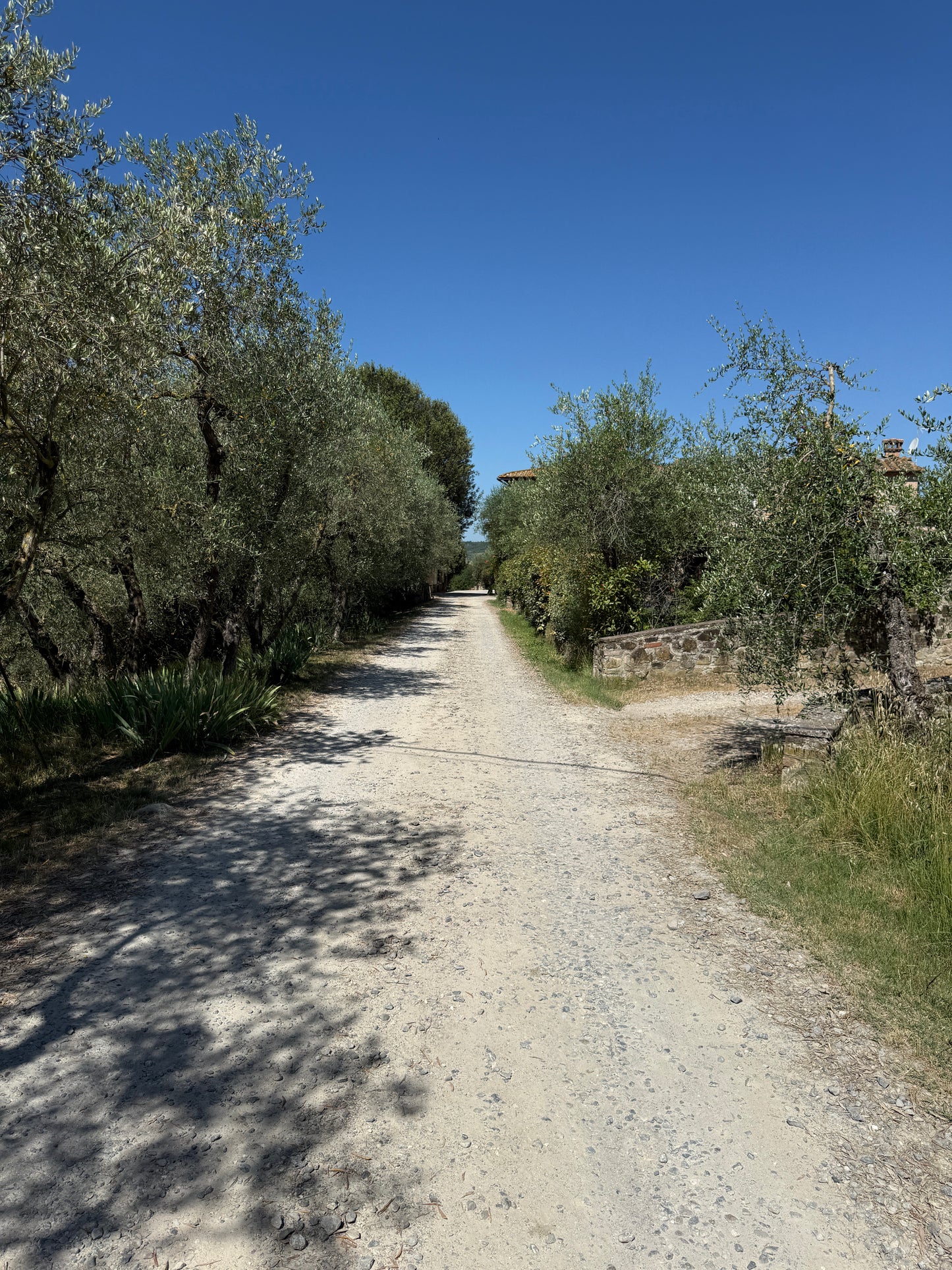 Farm with vineyard in Castelnuovo Berardenga - Siena