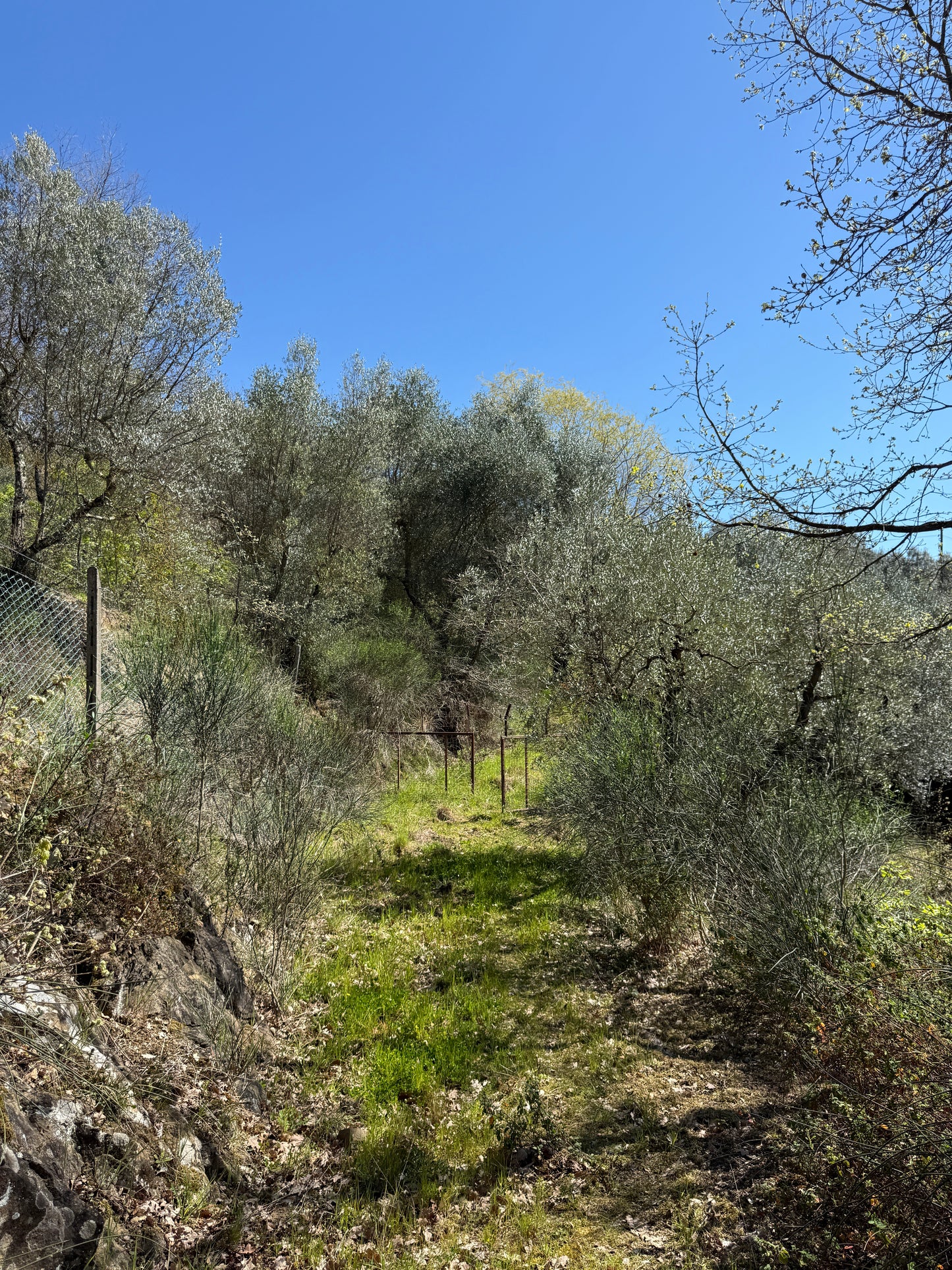 Olive trees and wineyard