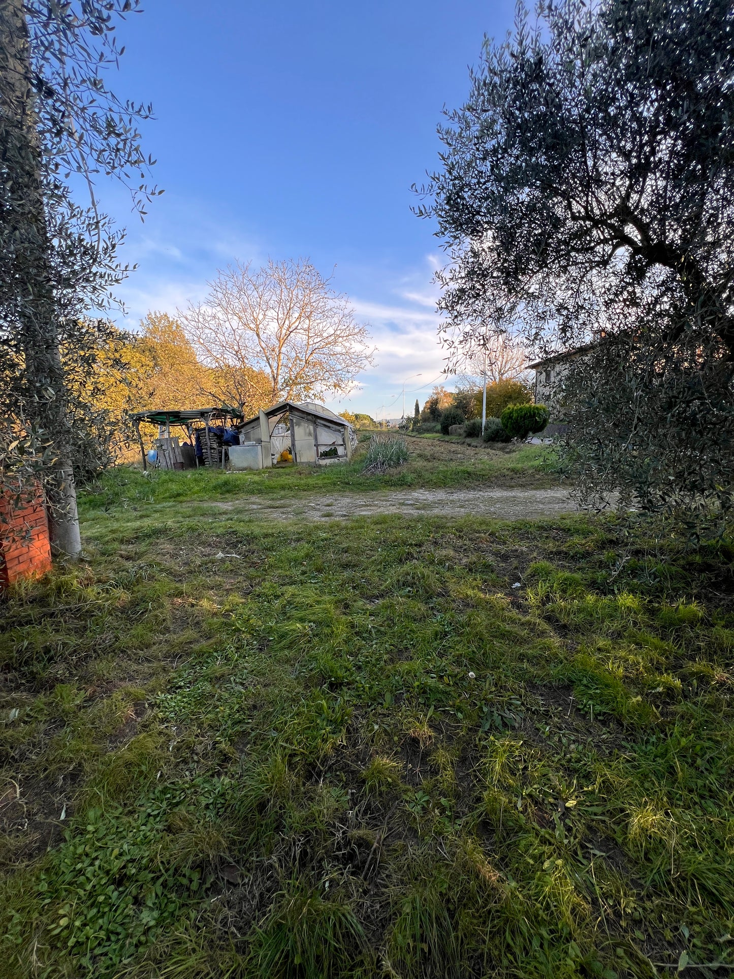 Land with olive trees