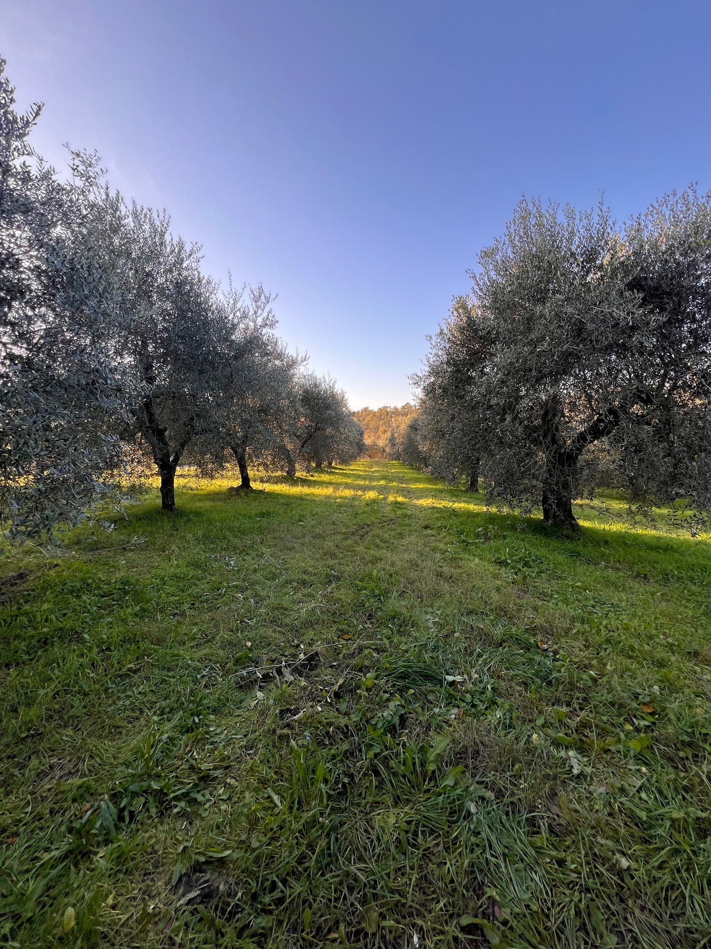 Land with olive trees