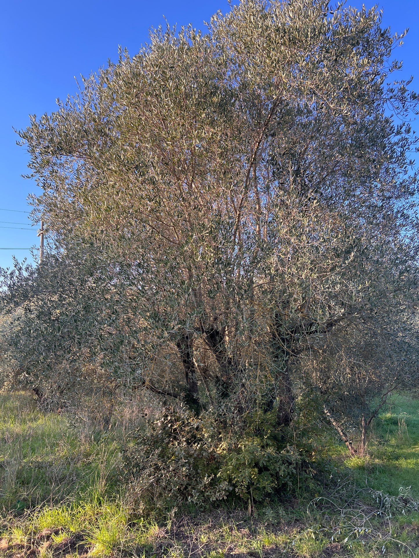 Land with olive trees