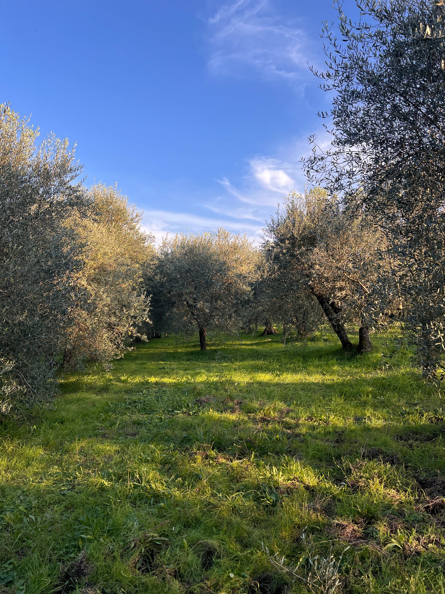 Land with olive trees