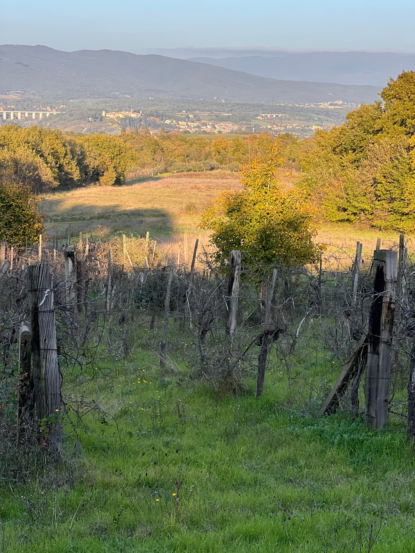 Land with olive trees