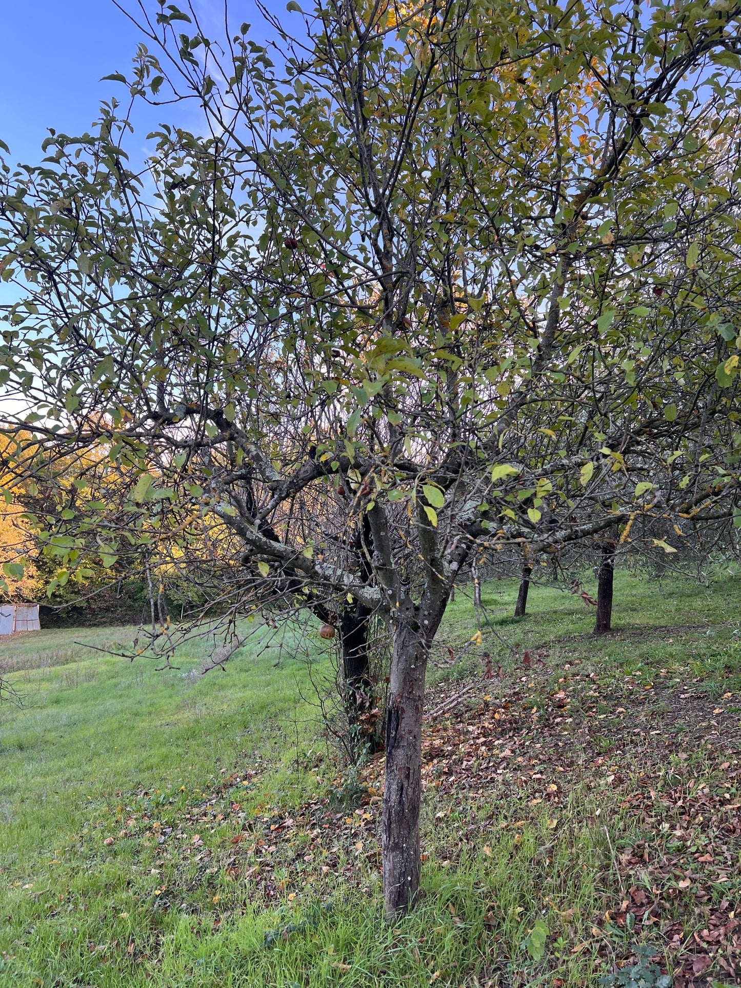 Land with olive trees
