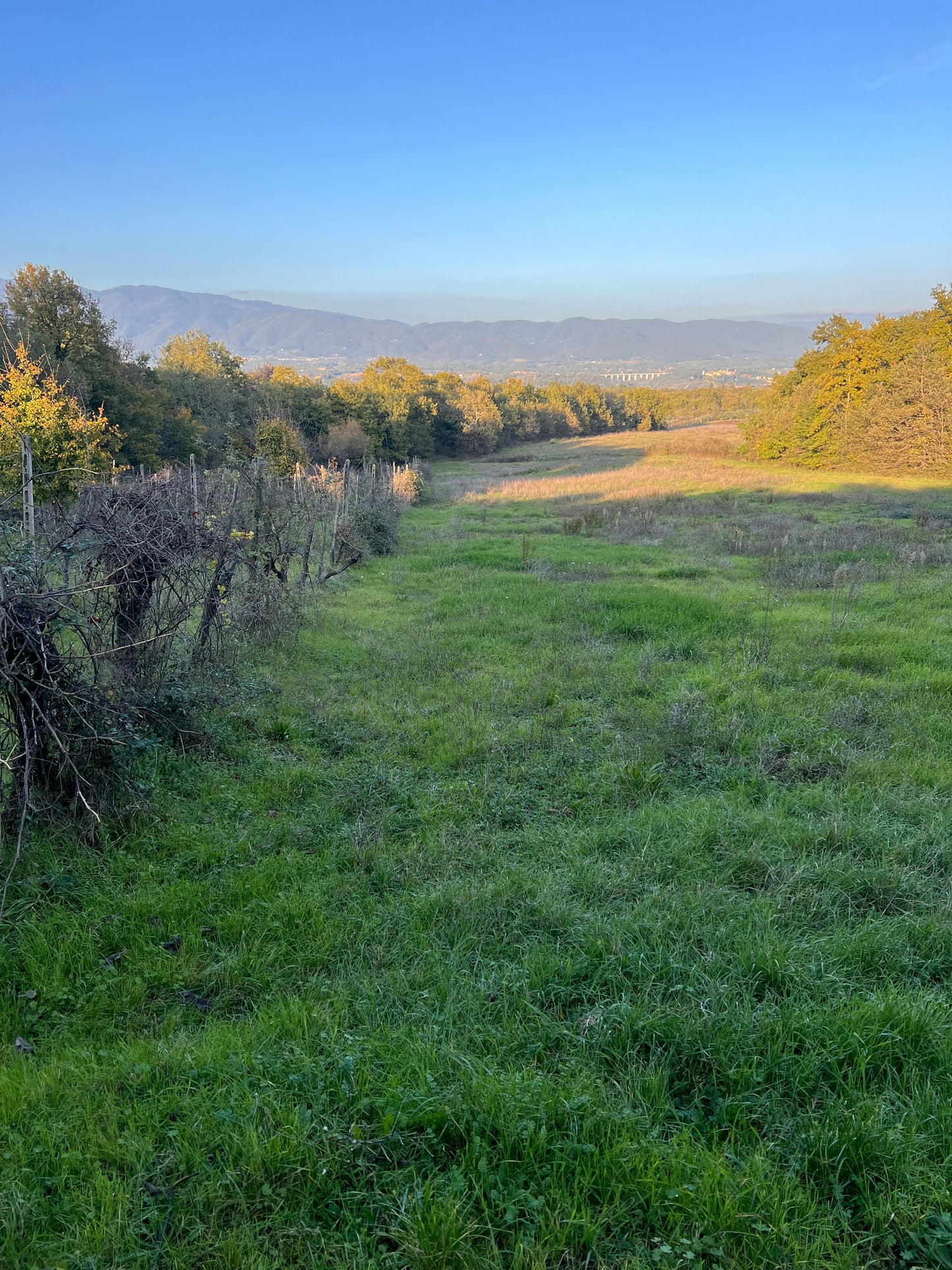 Land with olive trees