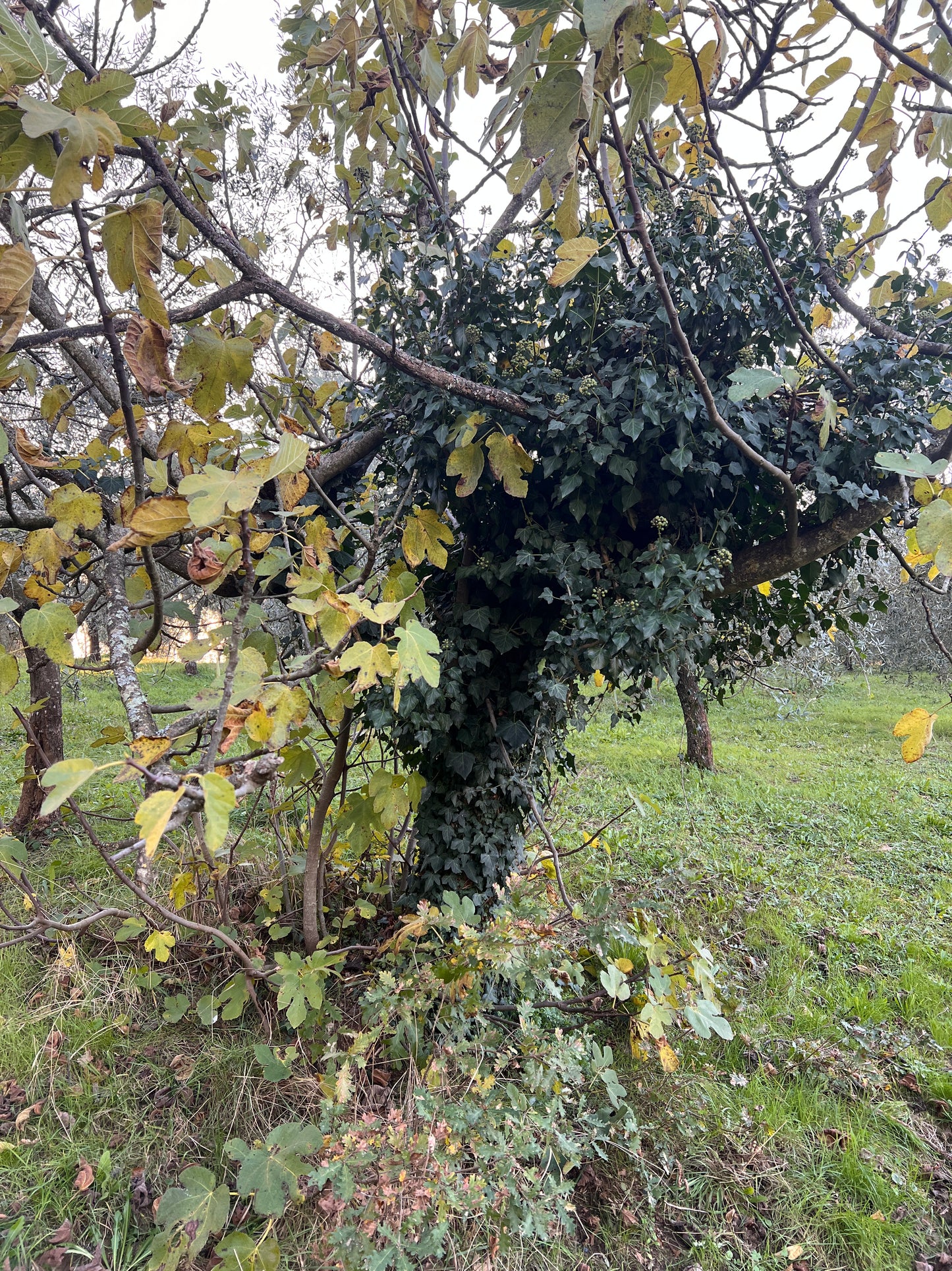 Land with olive trees