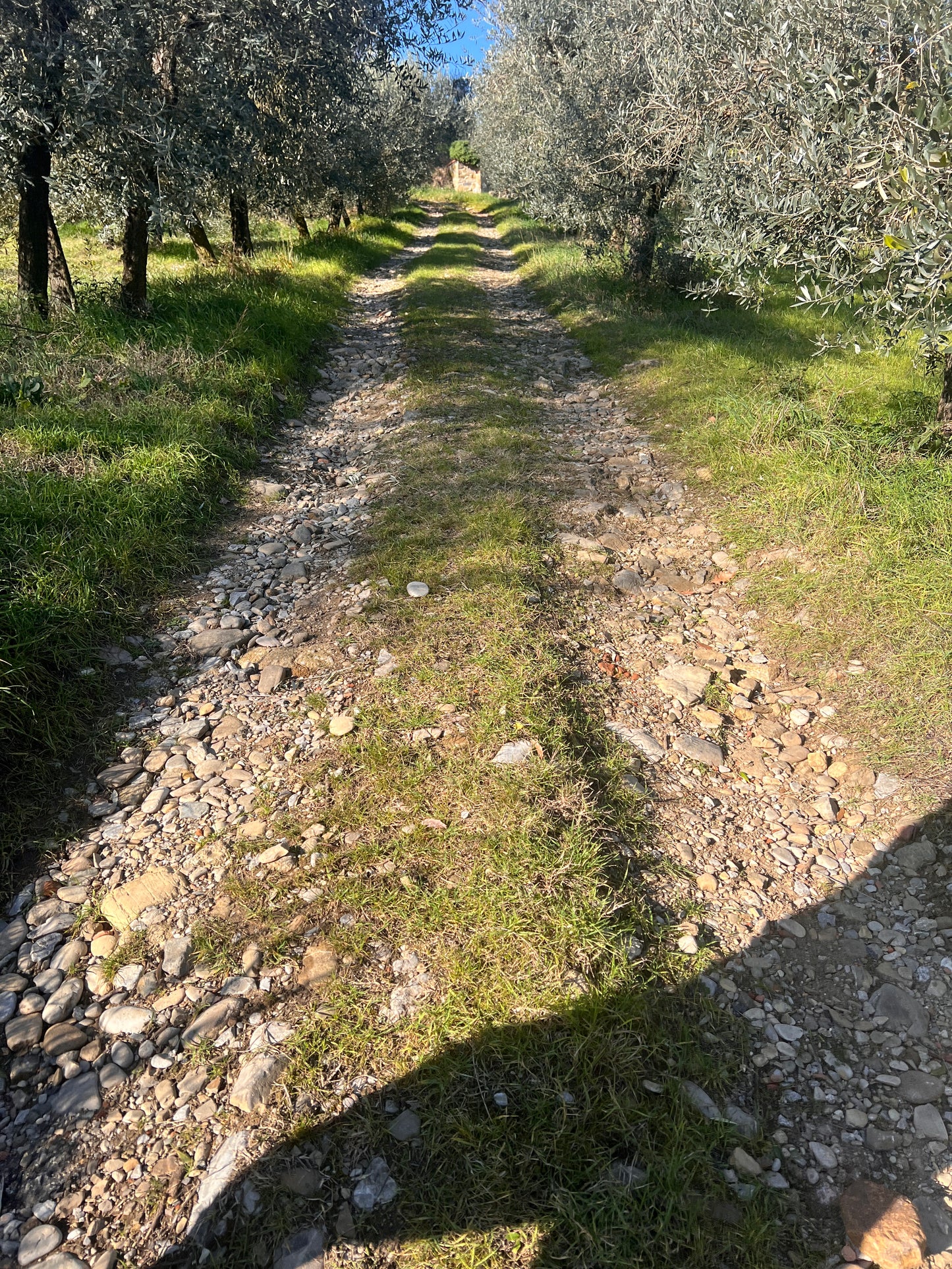 Agricultural land