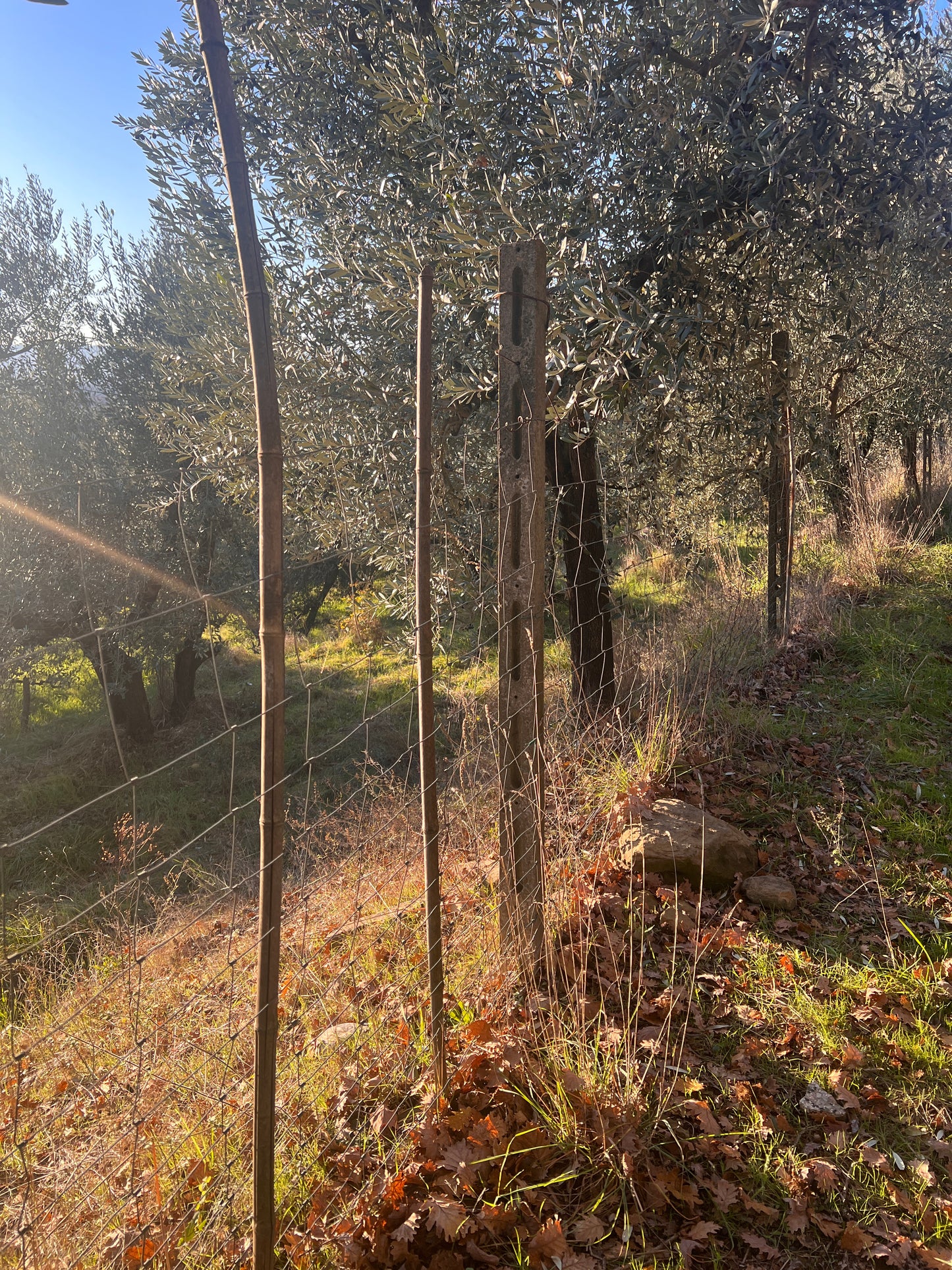 Olive trees and wineyard