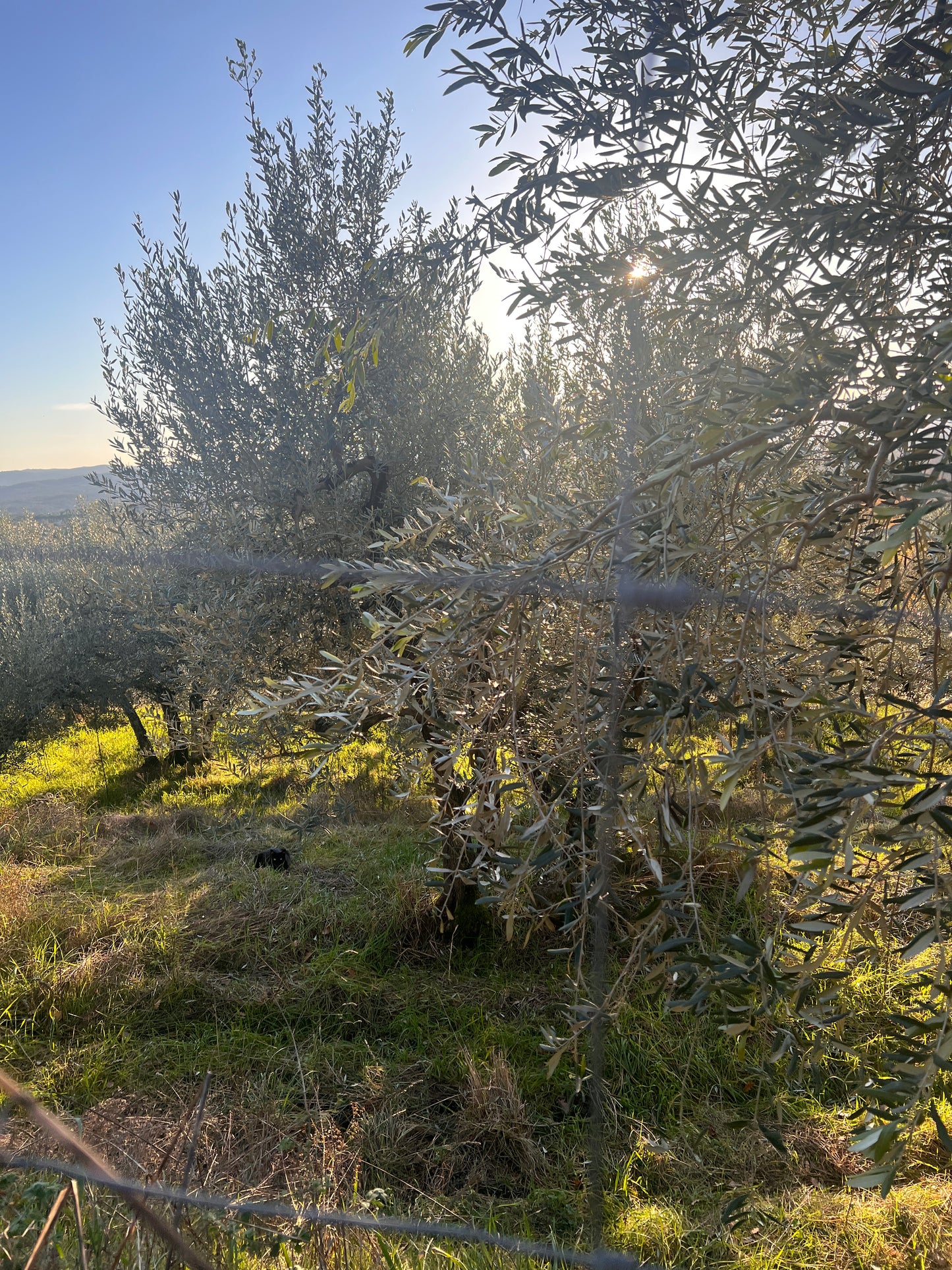 Olive trees and wineyard