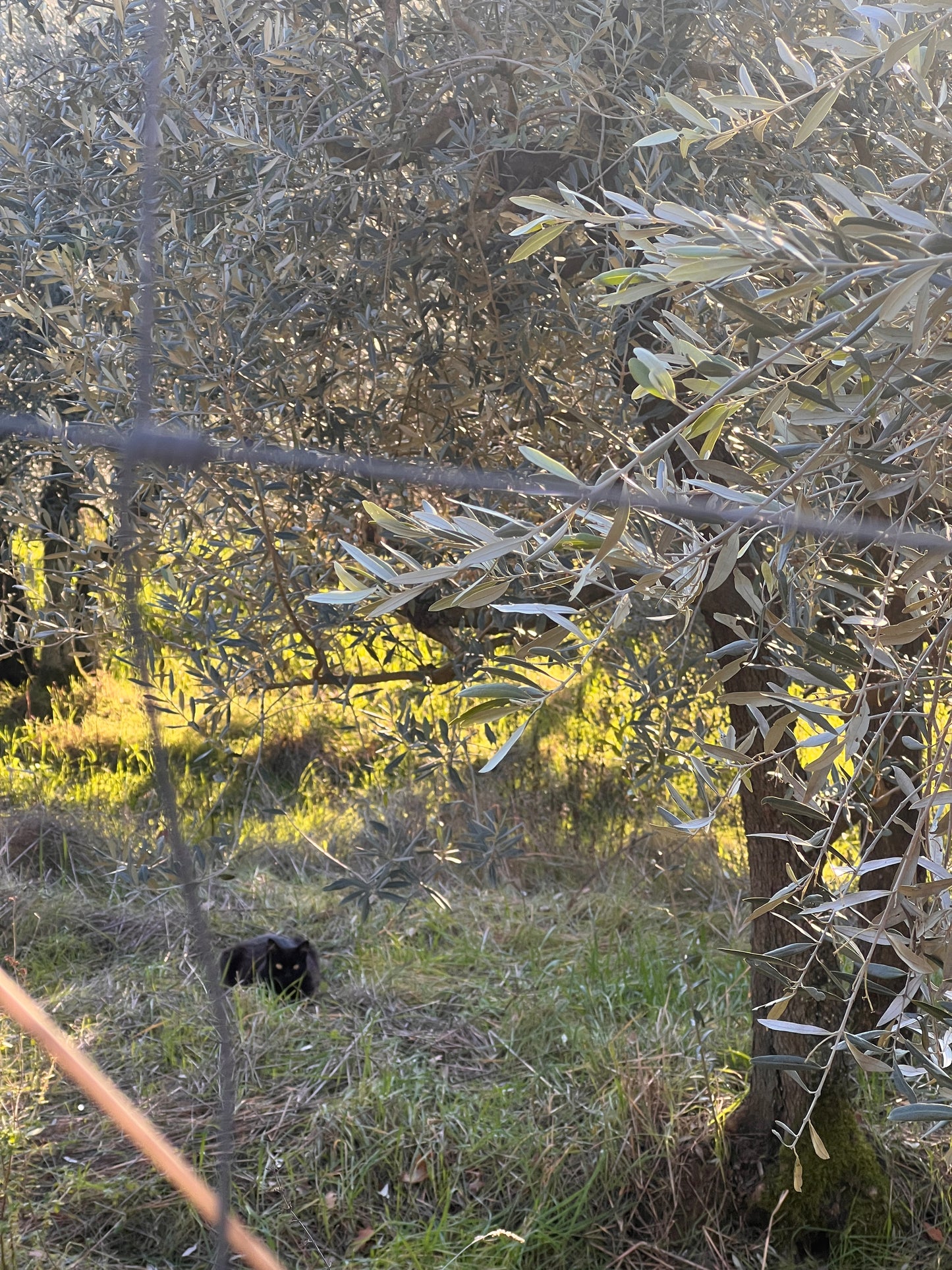 Olive trees and wineyard