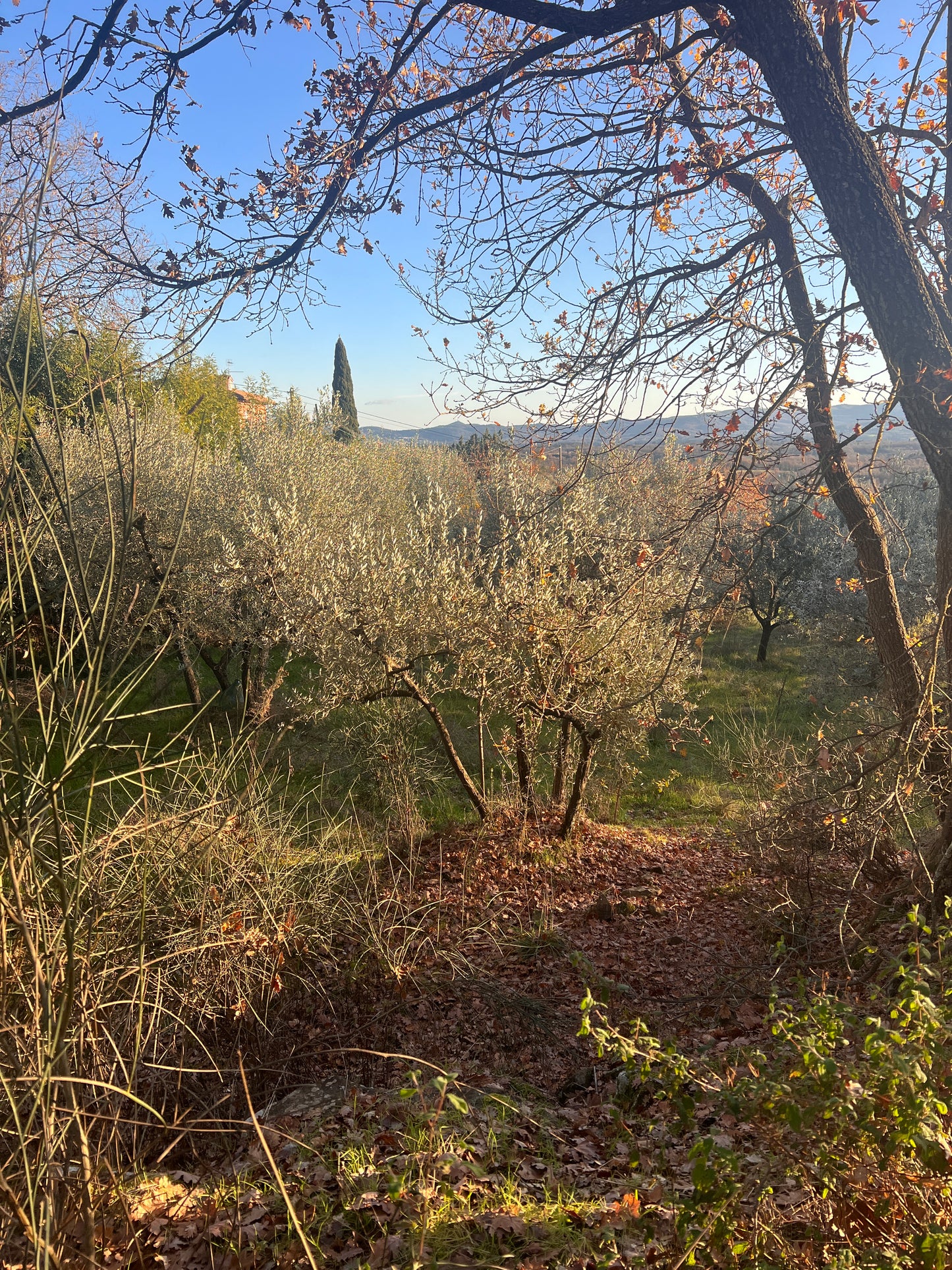 Olive trees and wineyard