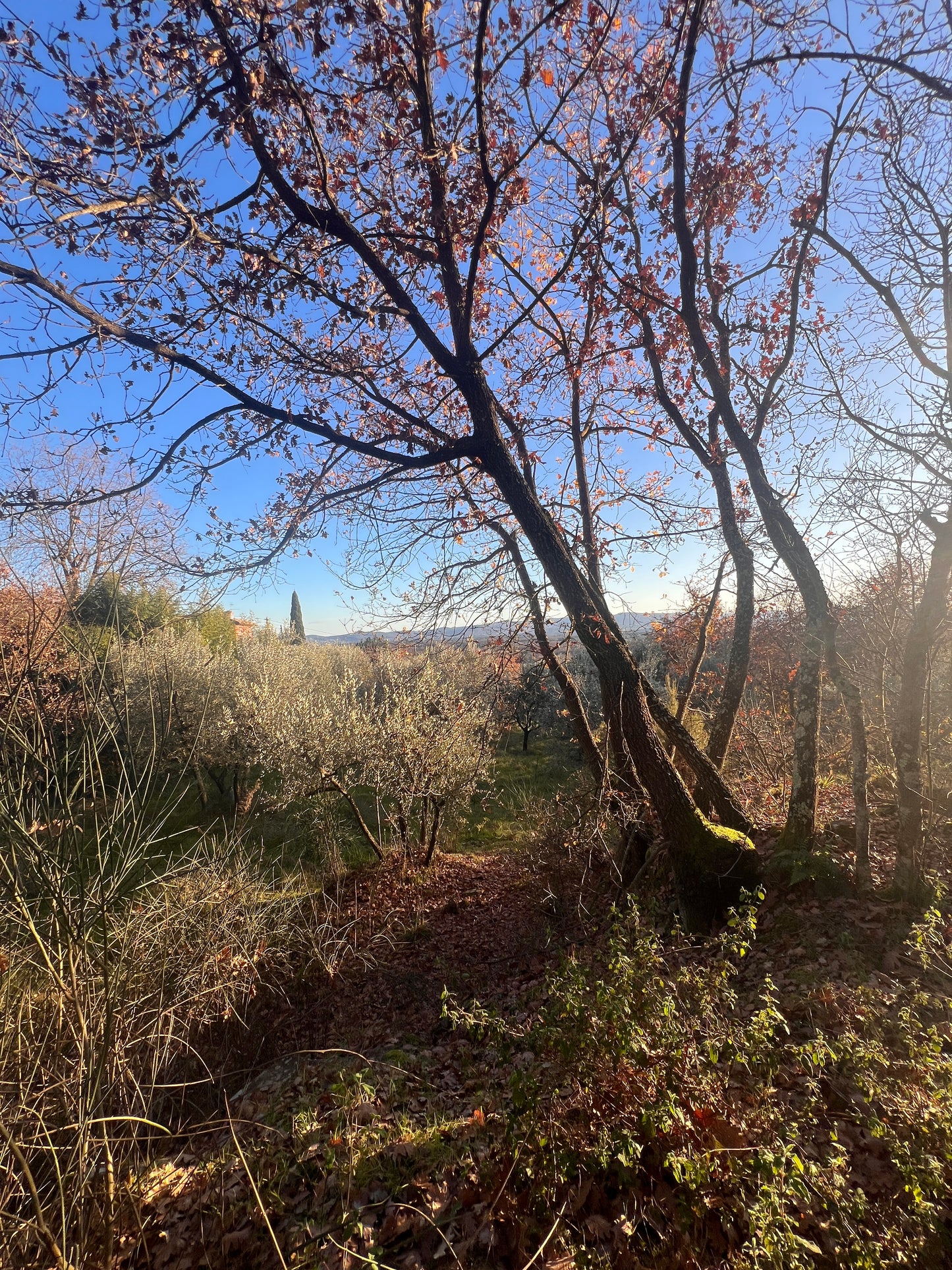 Olive trees and wineyard