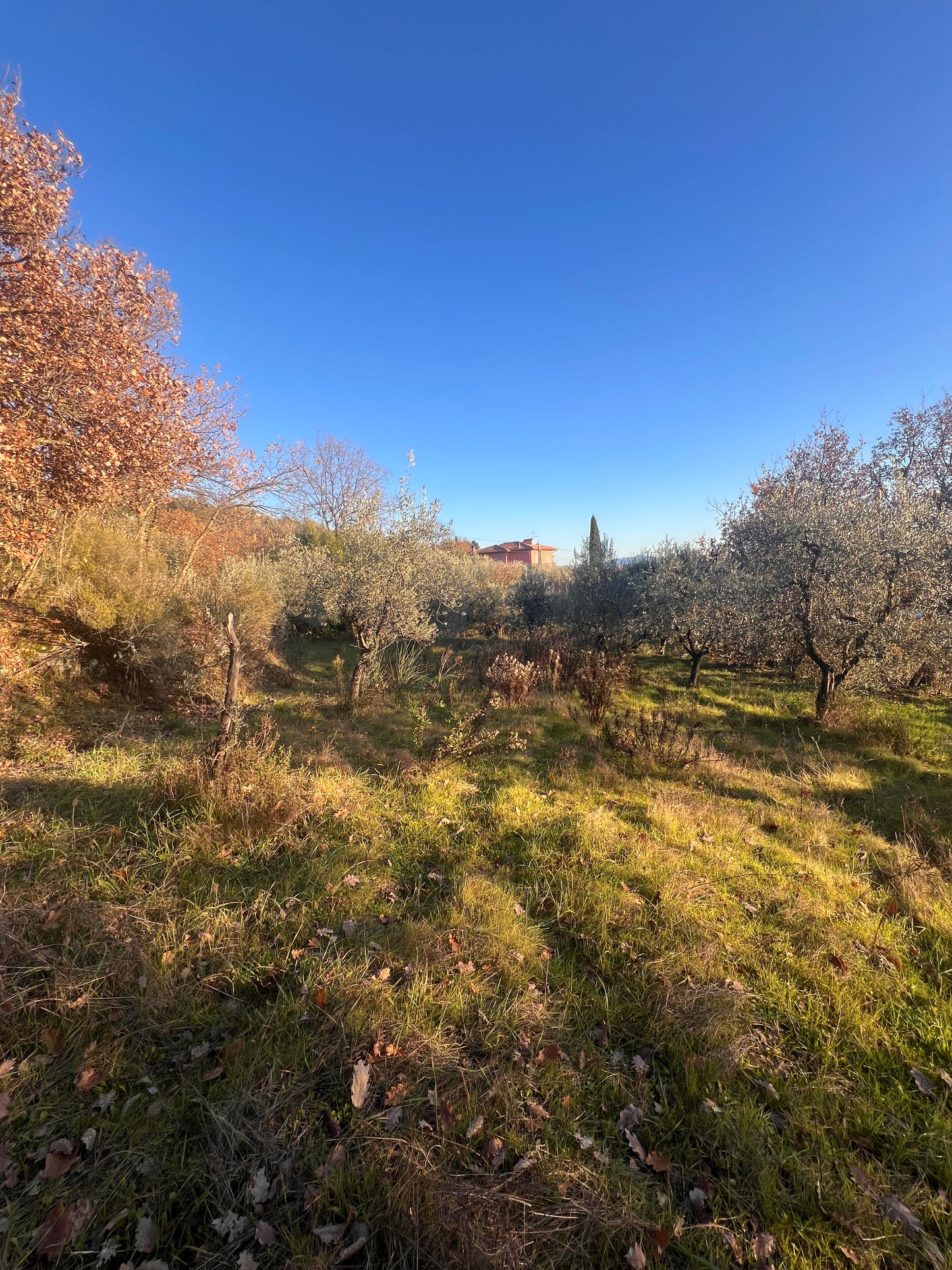 Olive trees and wineyard