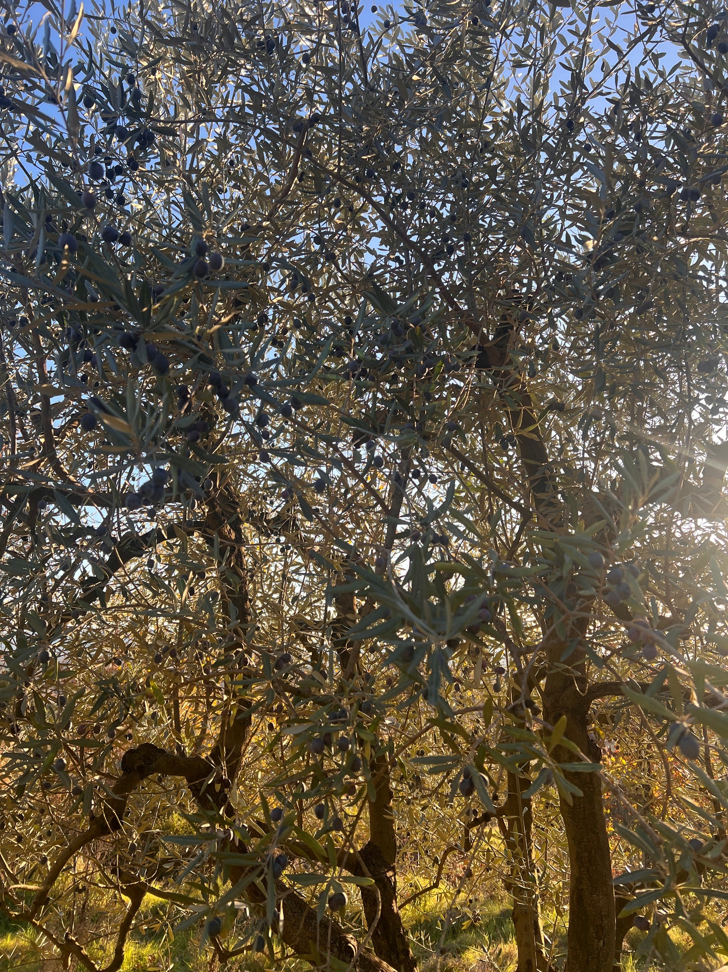 Olive trees and wineyard