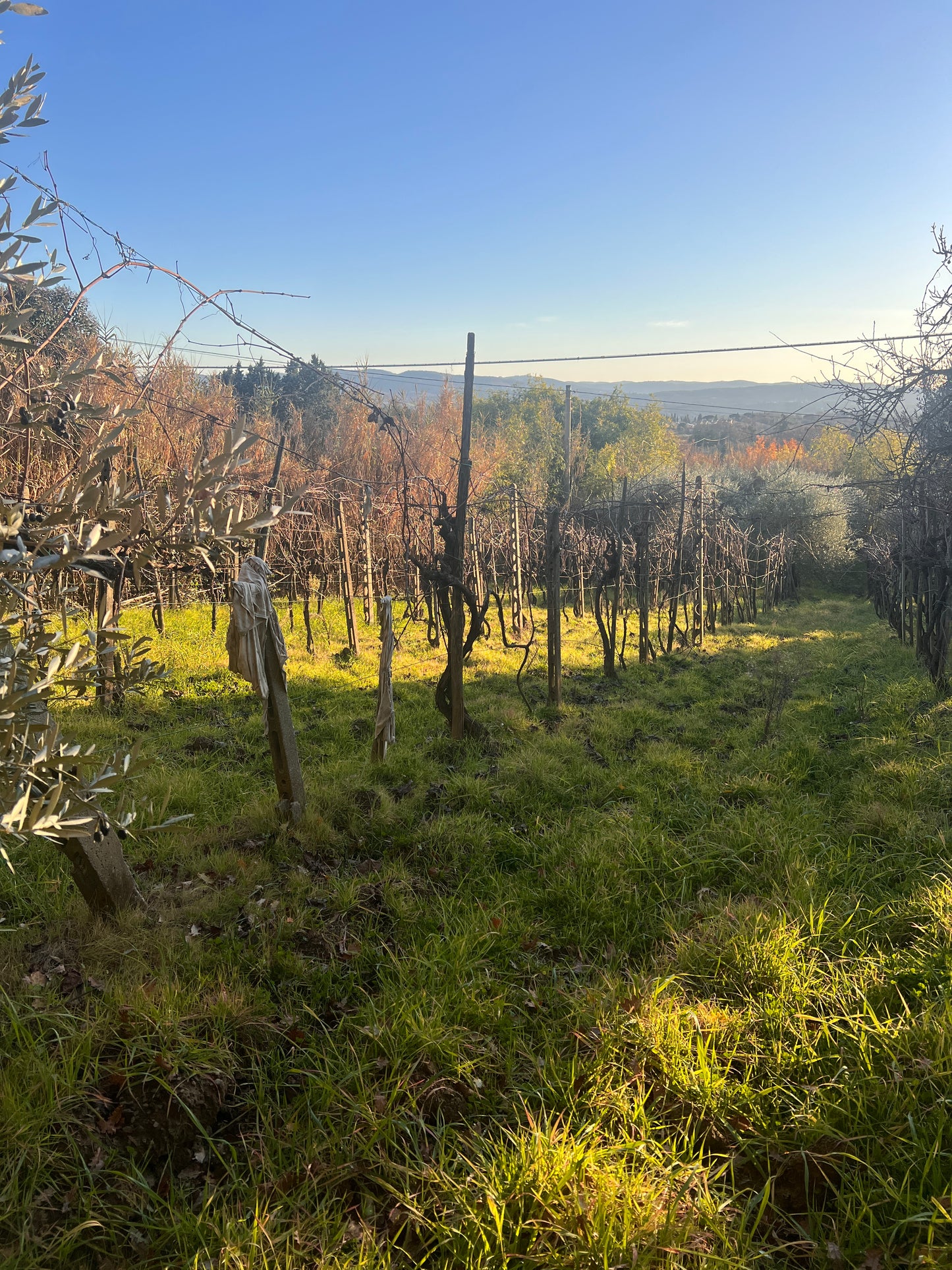 Olive trees and wineyard