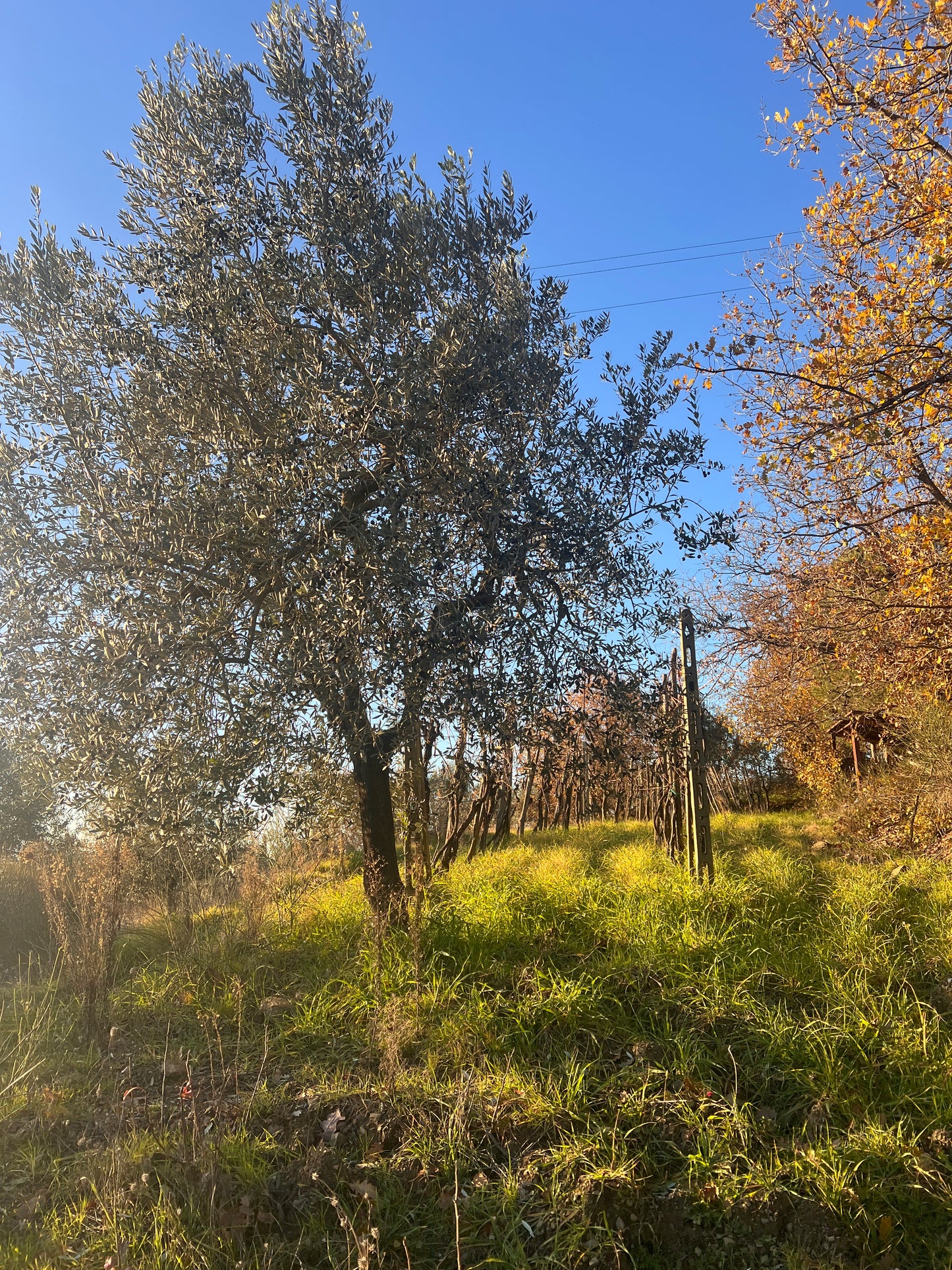 Olive trees and wineyard