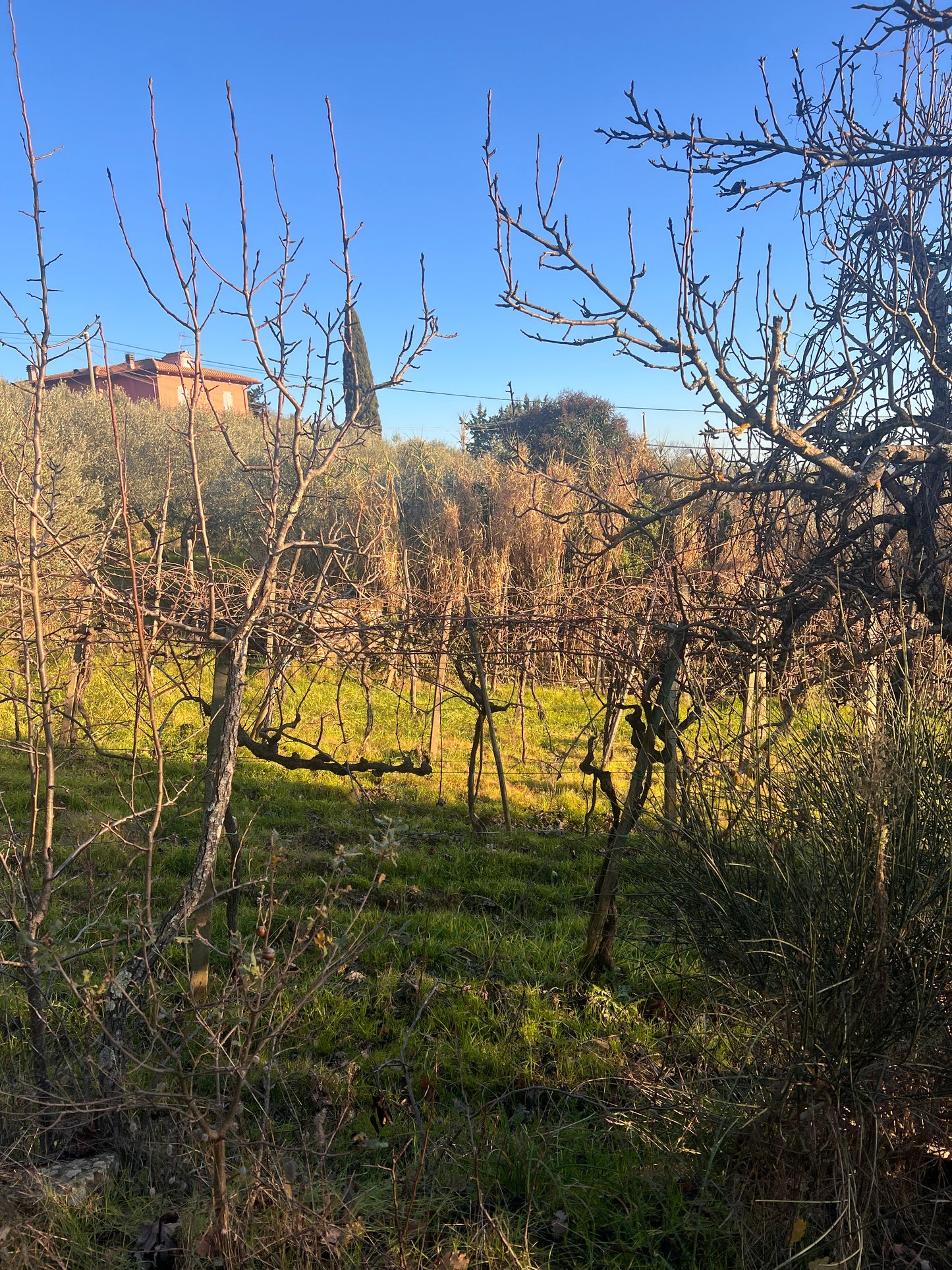 Olive trees and wineyard