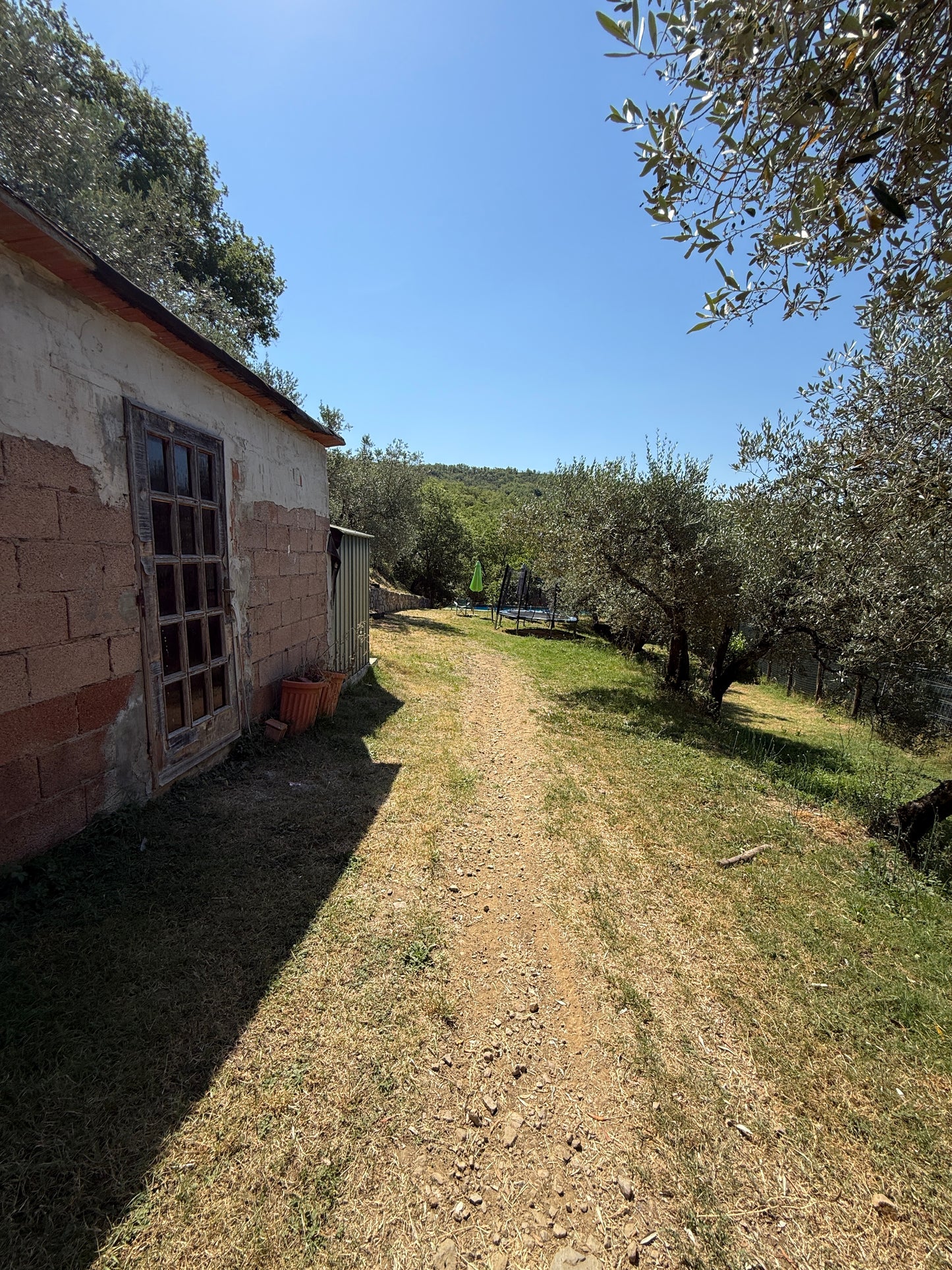 Summer cottage with olive trees in Pergine Valdarno