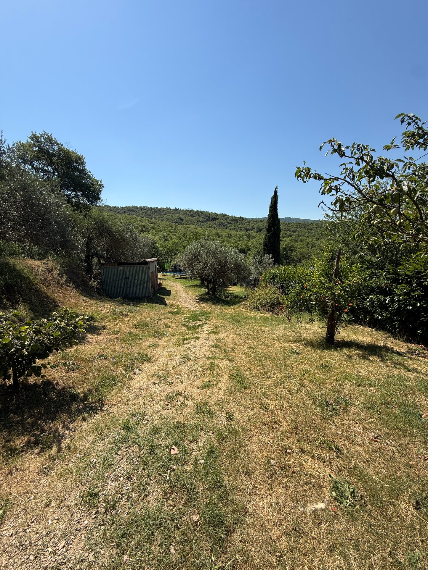 Summer cottage with olive trees in Pergine Valdarno
