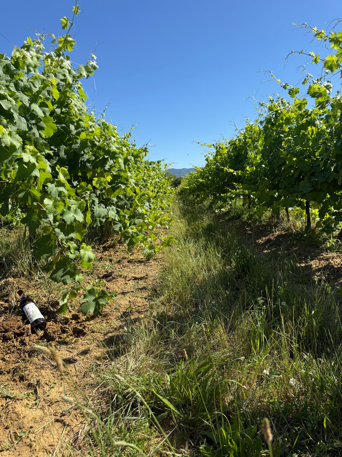 Splendid Vineyard in Pergine Valdarno - Exclusive Agricultural Opportunity