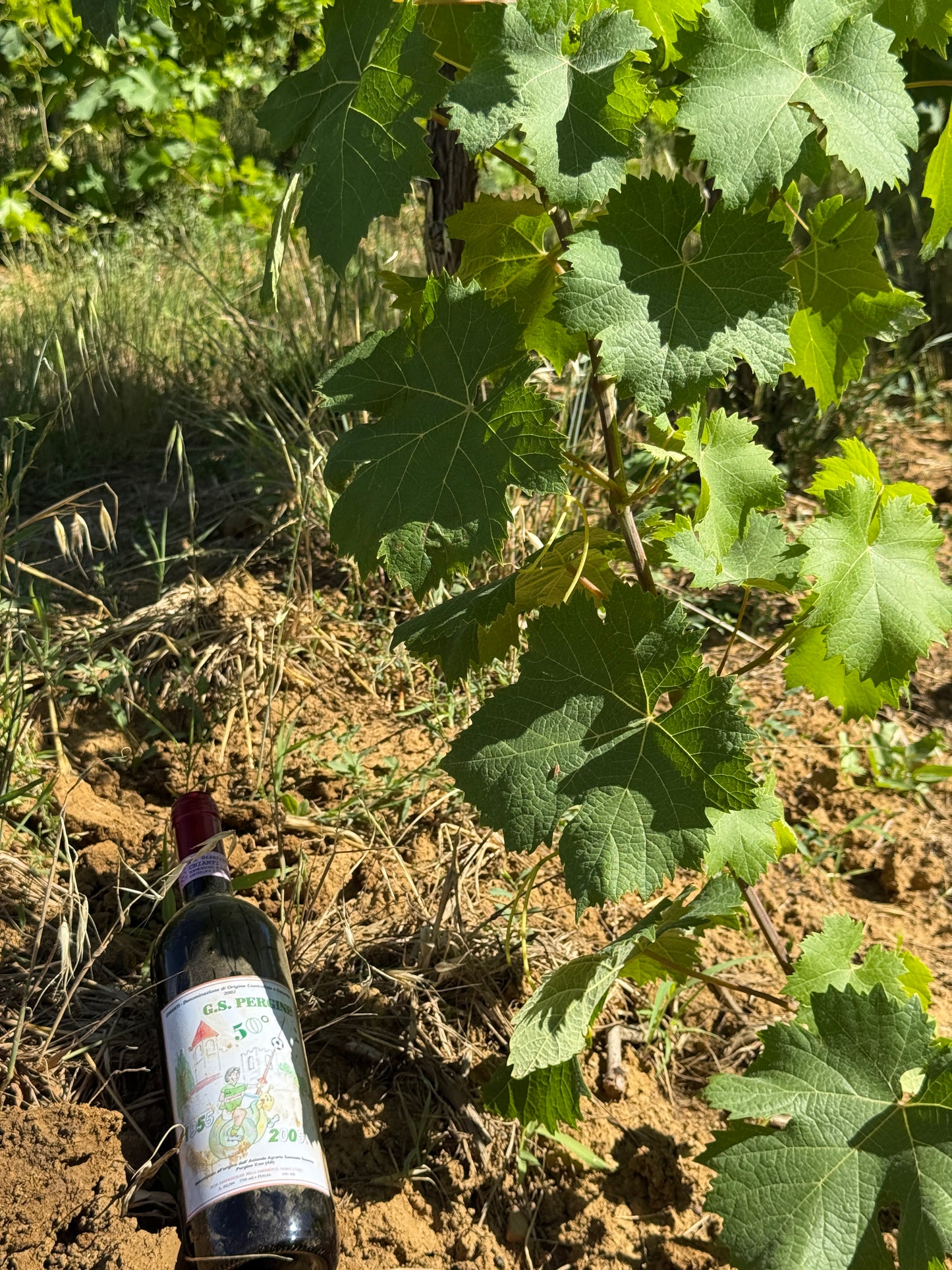 Splendid Vineyard in Pergine Valdarno - Exclusive Agricultural Opportunity