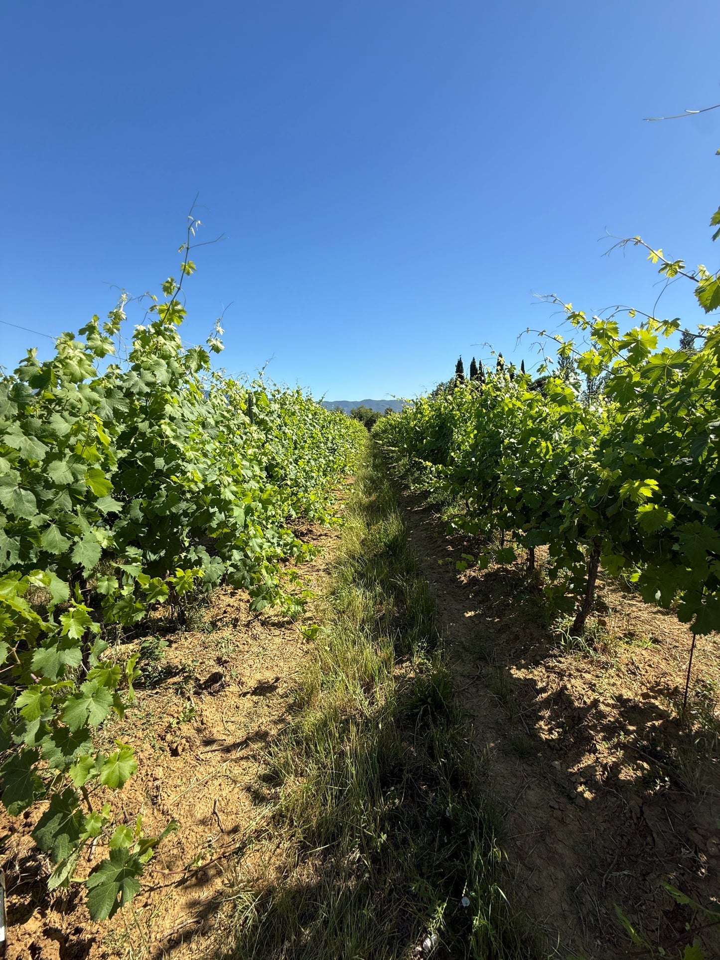 Splendid Vineyard in Pergine Valdarno - Exclusive Agricultural Opportunity