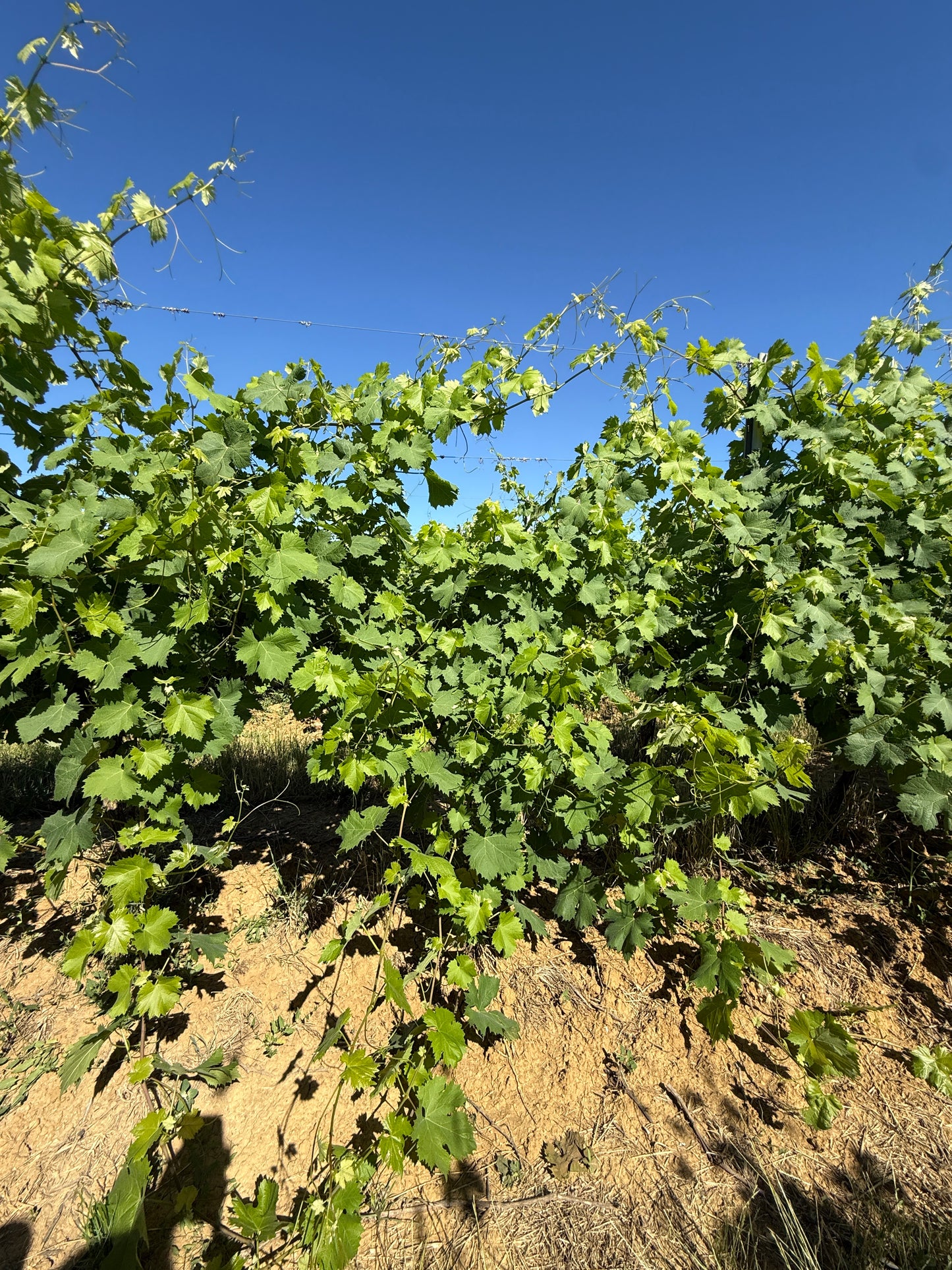 Splendid Vineyard in Pergine Valdarno - Exclusive Agricultural Opportunity