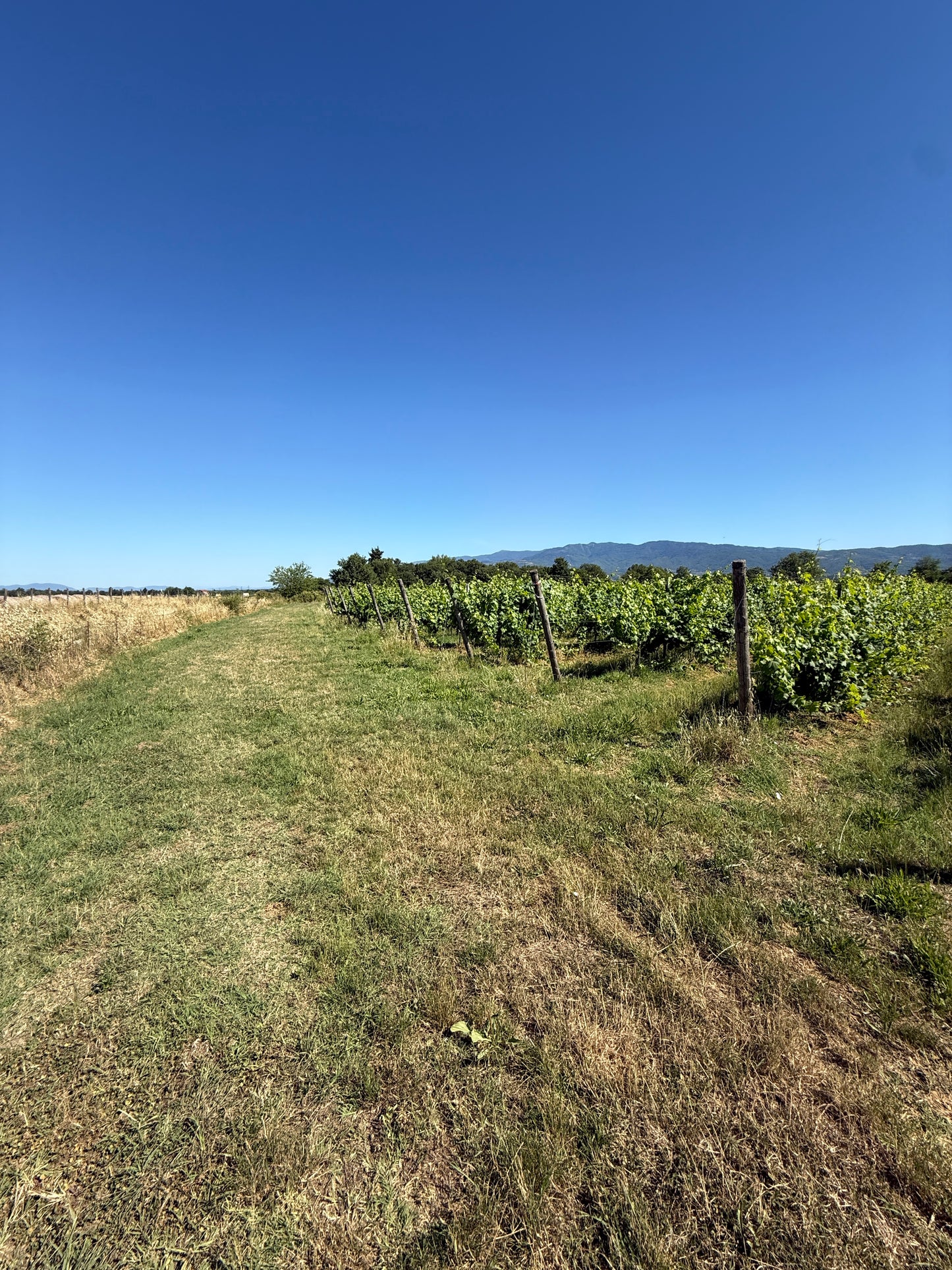Splendid Vineyard in Pergine Valdarno - Exclusive Agricultural Opportunity