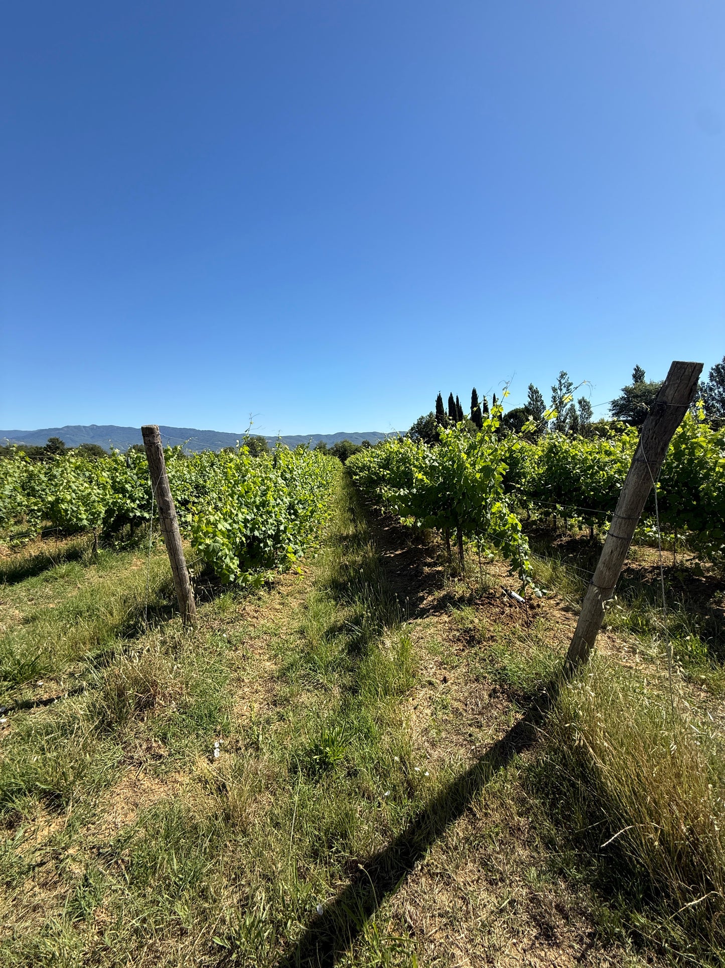 Splendid Vineyard in Pergine Valdarno - Exclusive Agricultural Opportunity