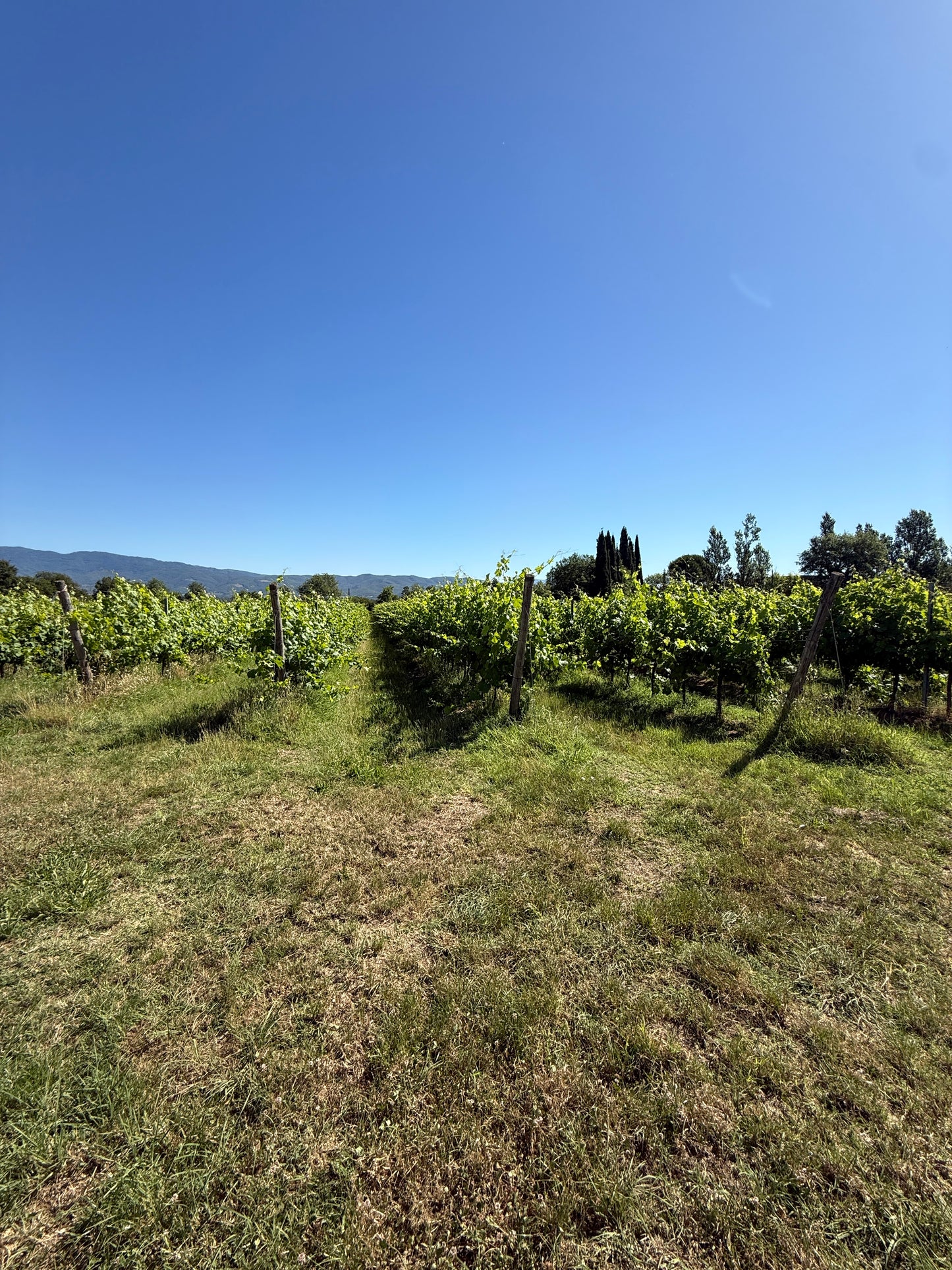 Splendid Vineyard in Pergine Valdarno - Exclusive Agricultural Opportunity