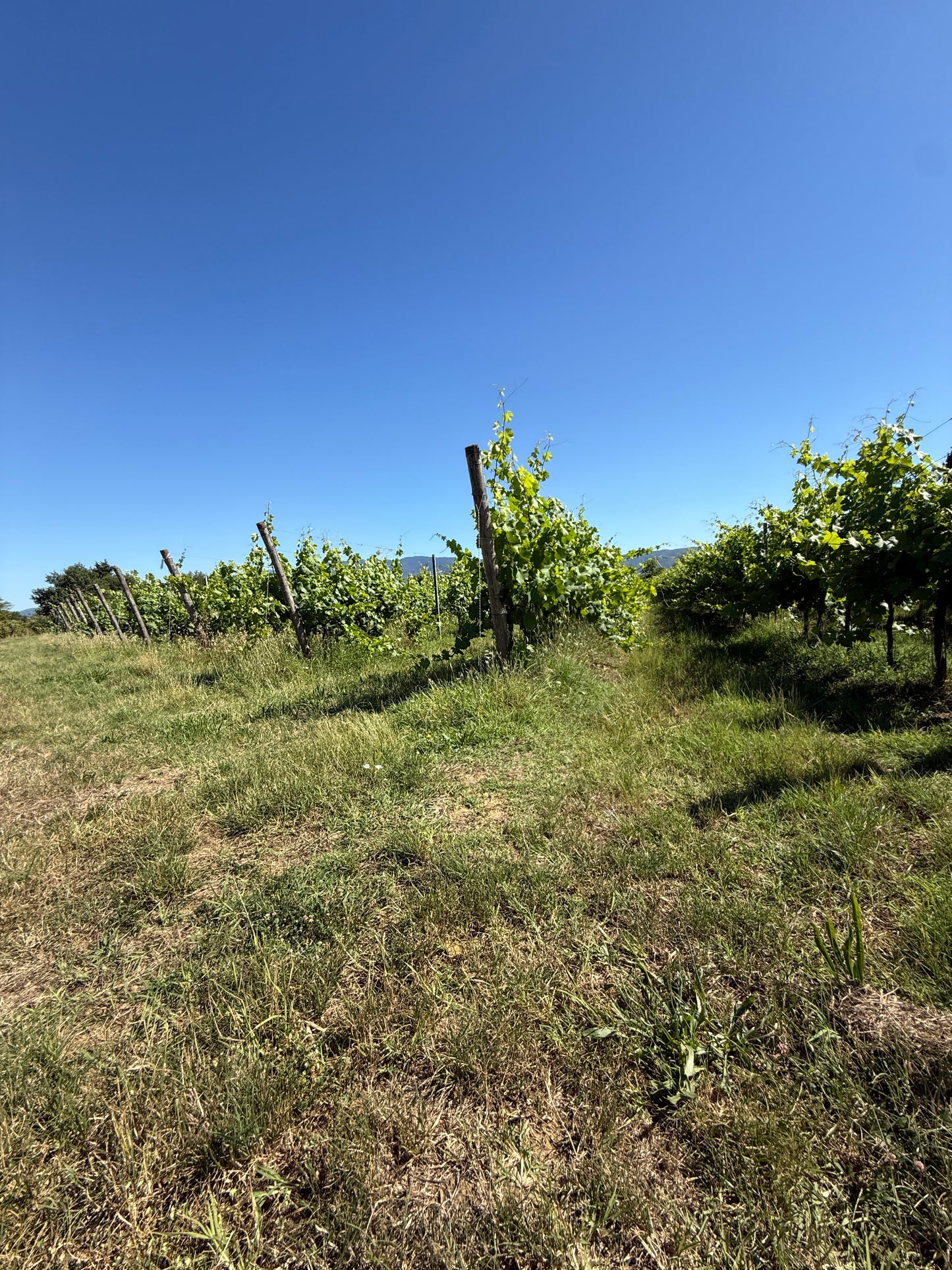 Splendid Vineyard in Pergine Valdarno - Exclusive Agricultural Opportunity