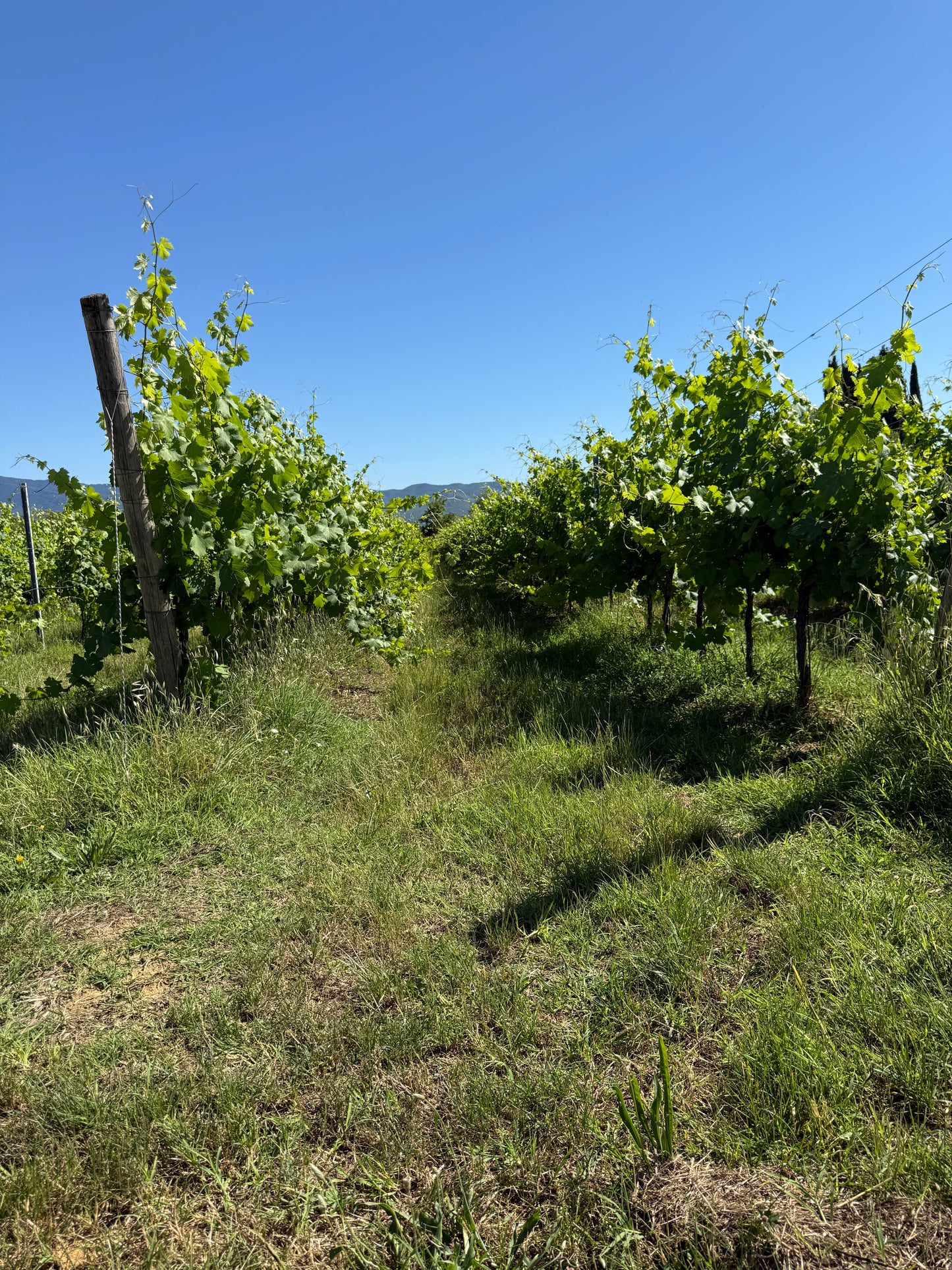 Splendid Vineyard in Pergine Valdarno - Exclusive Agricultural Opportunity