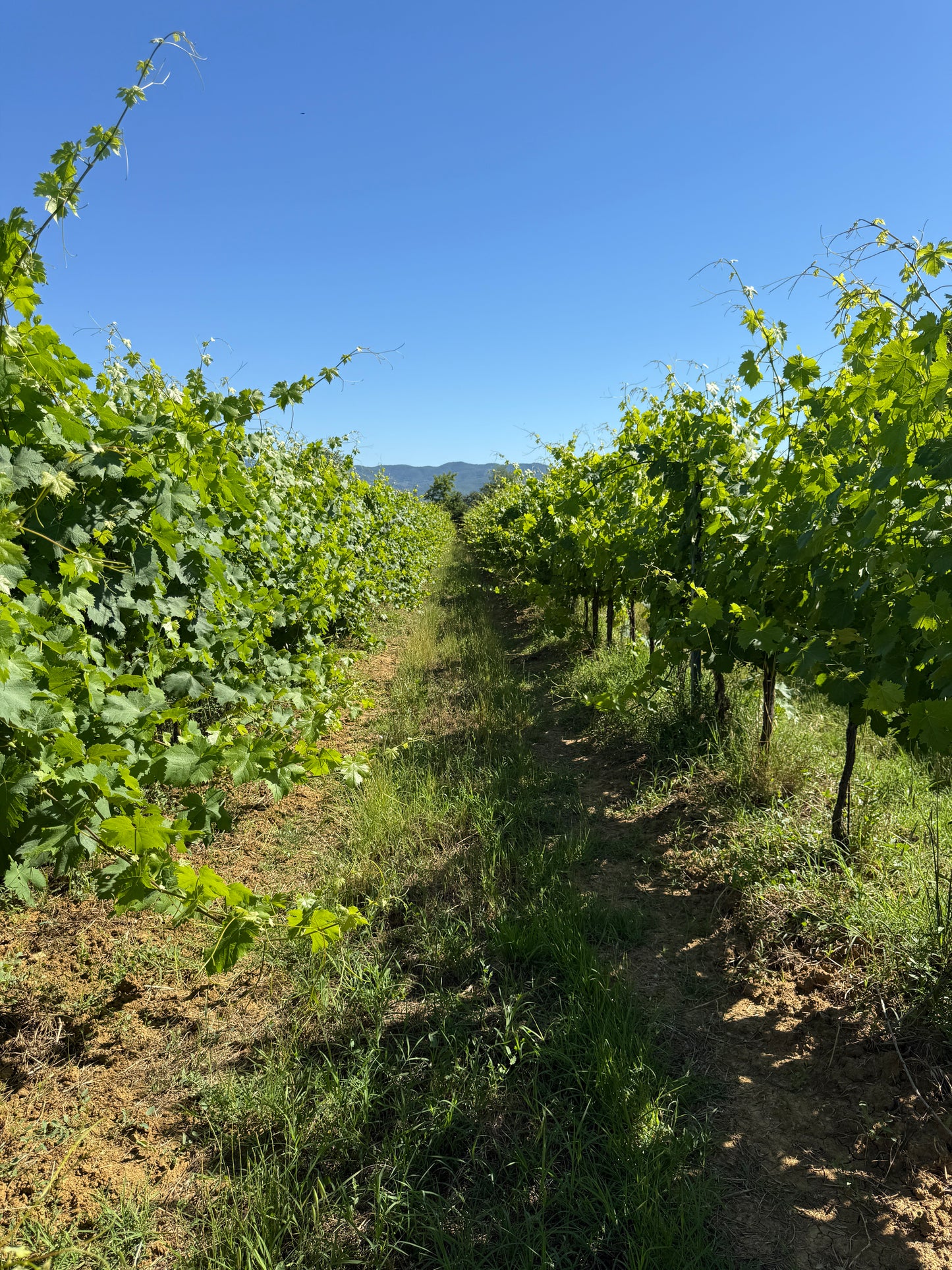 Splendid Vineyard in Pergine Valdarno - Exclusive Agricultural Opportunity