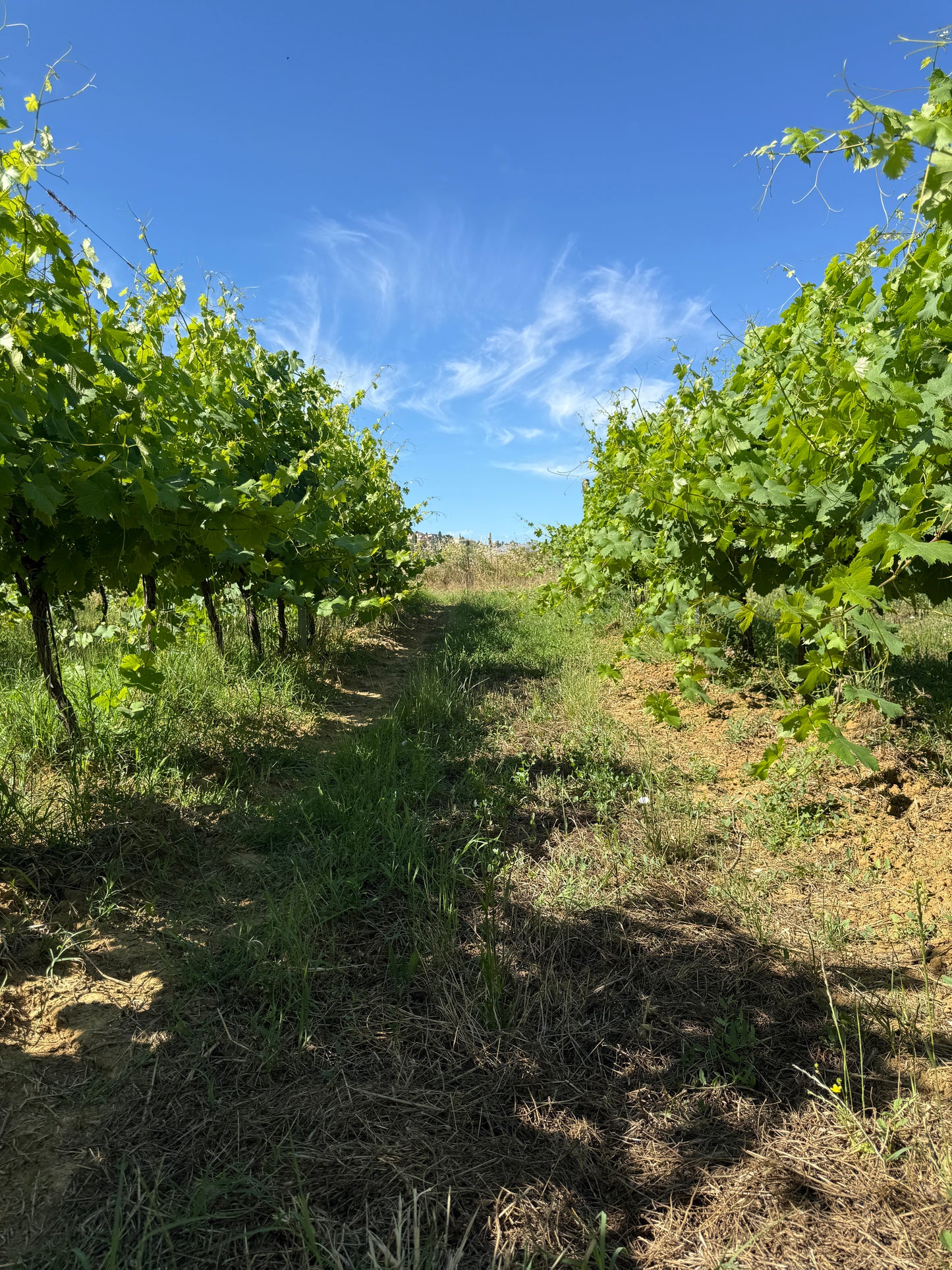 Splendid Vineyard in Pergine Valdarno - Exclusive Agricultural Opportunity