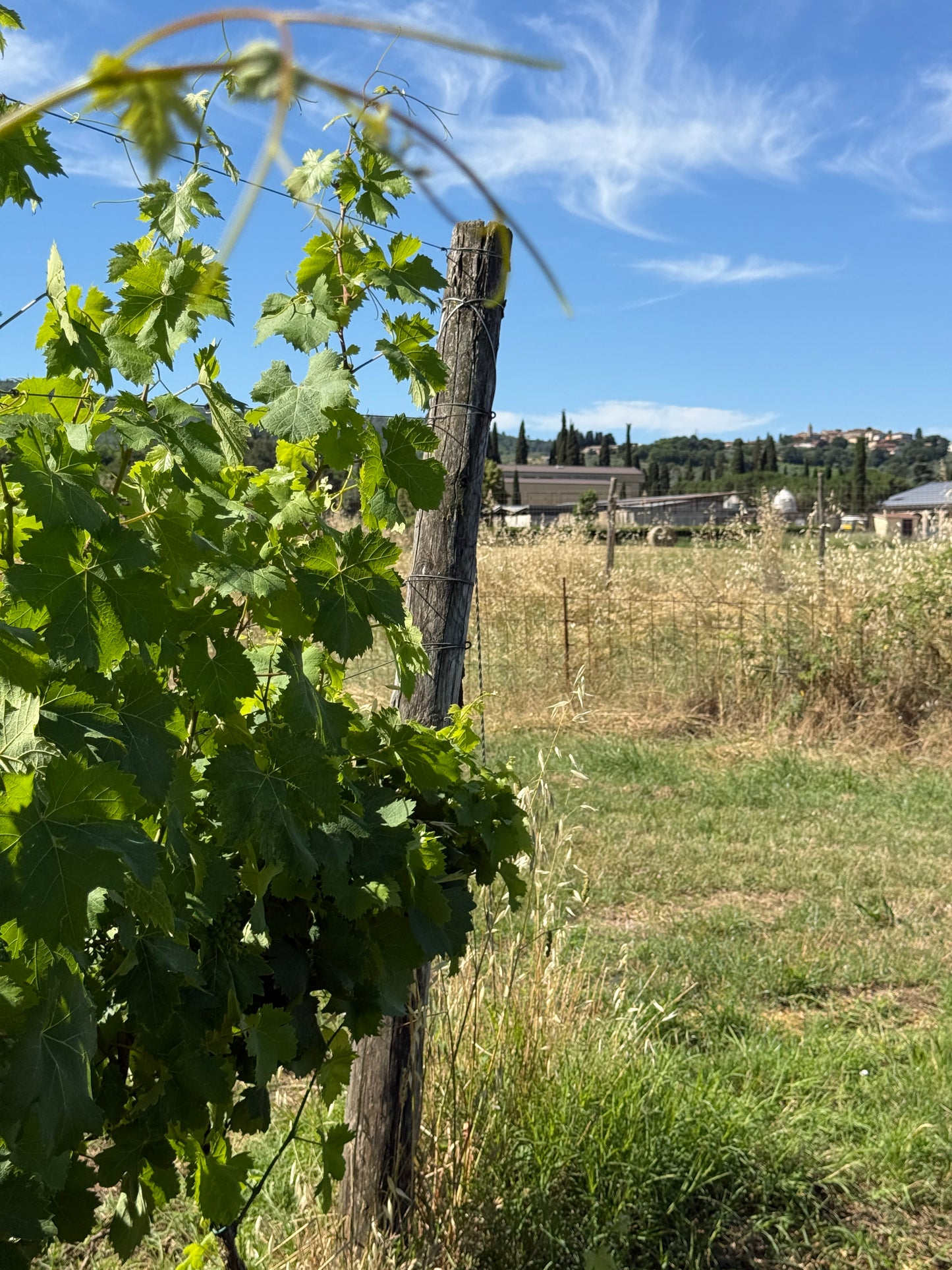 Splendid Vineyard in Pergine Valdarno - Exclusive Agricultural Opportunity