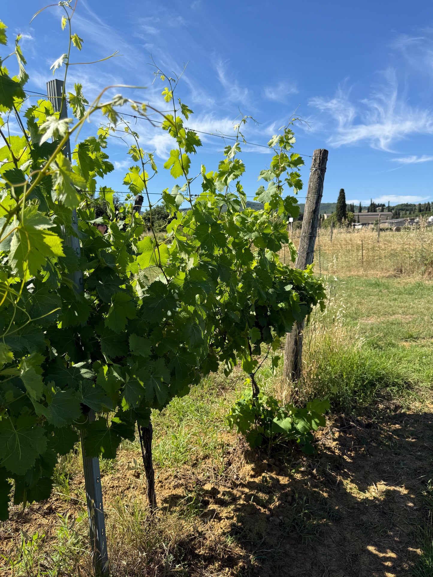Splendid Vineyard in Pergine Valdarno - Exclusive Agricultural Opportunity