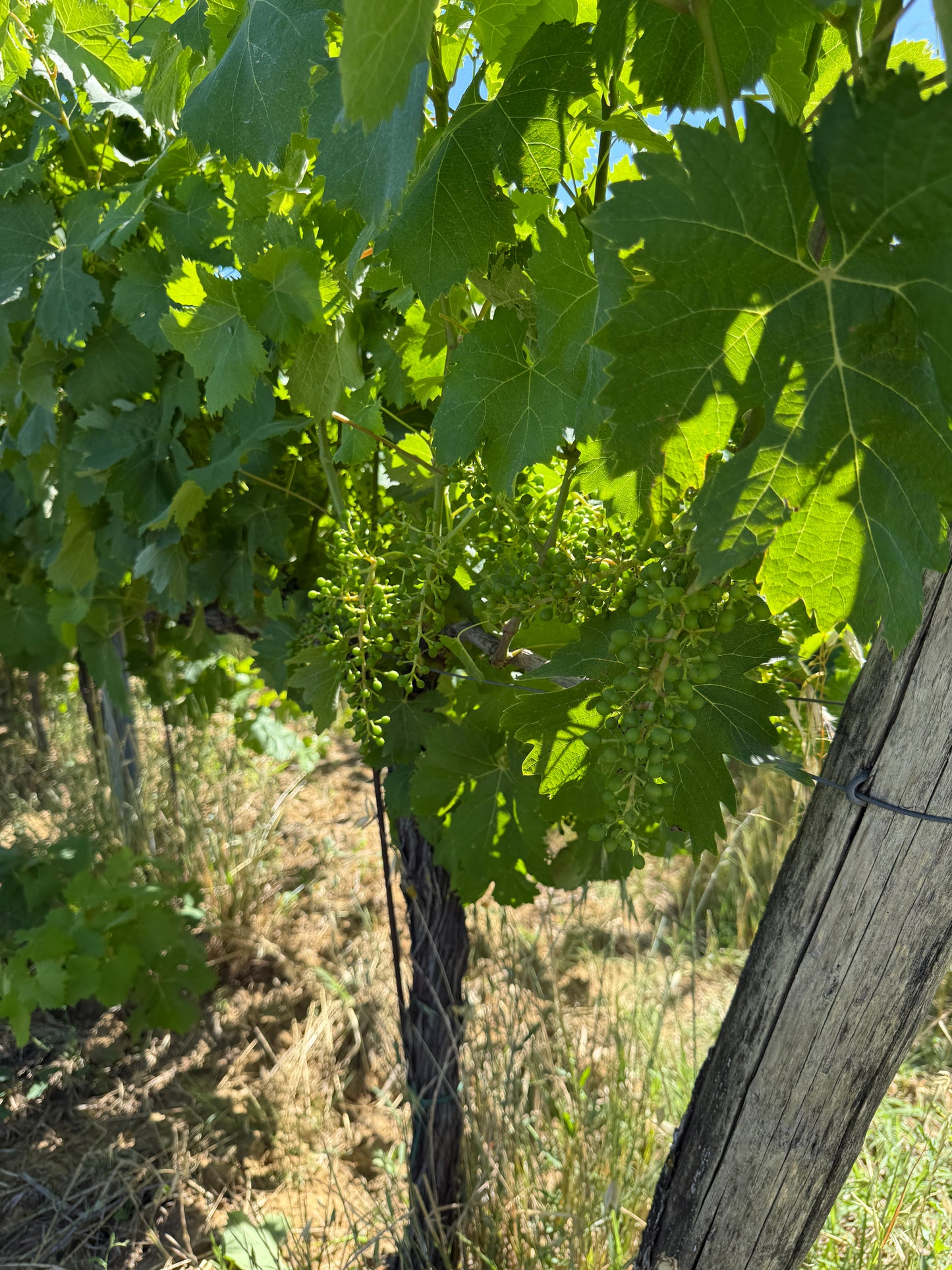 Splendid Vineyard in Pergine Valdarno - Exclusive Agricultural Opportunity