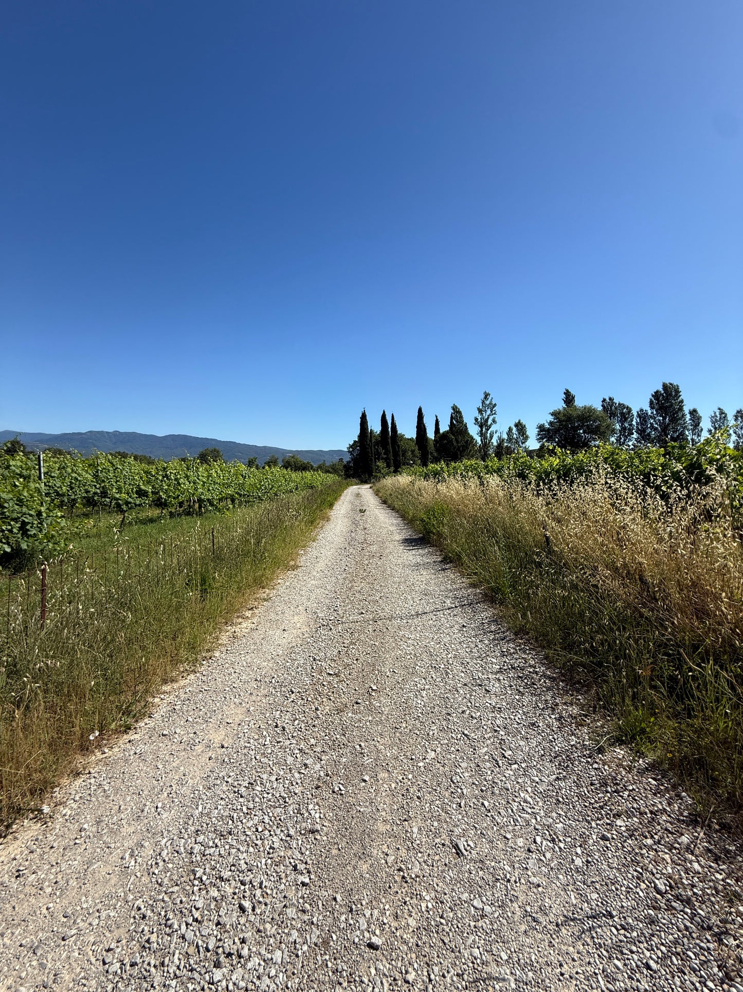 Splendid Vineyard in Pergine Valdarno - Exclusive Agricultural Opportunity