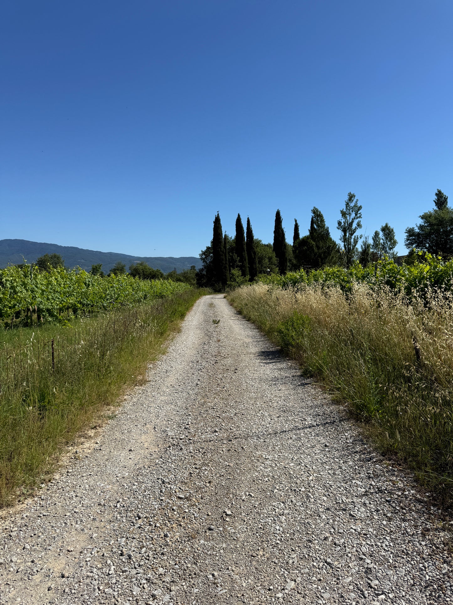 Splendid Vineyard in Pergine Valdarno - Exclusive Agricultural Opportunity