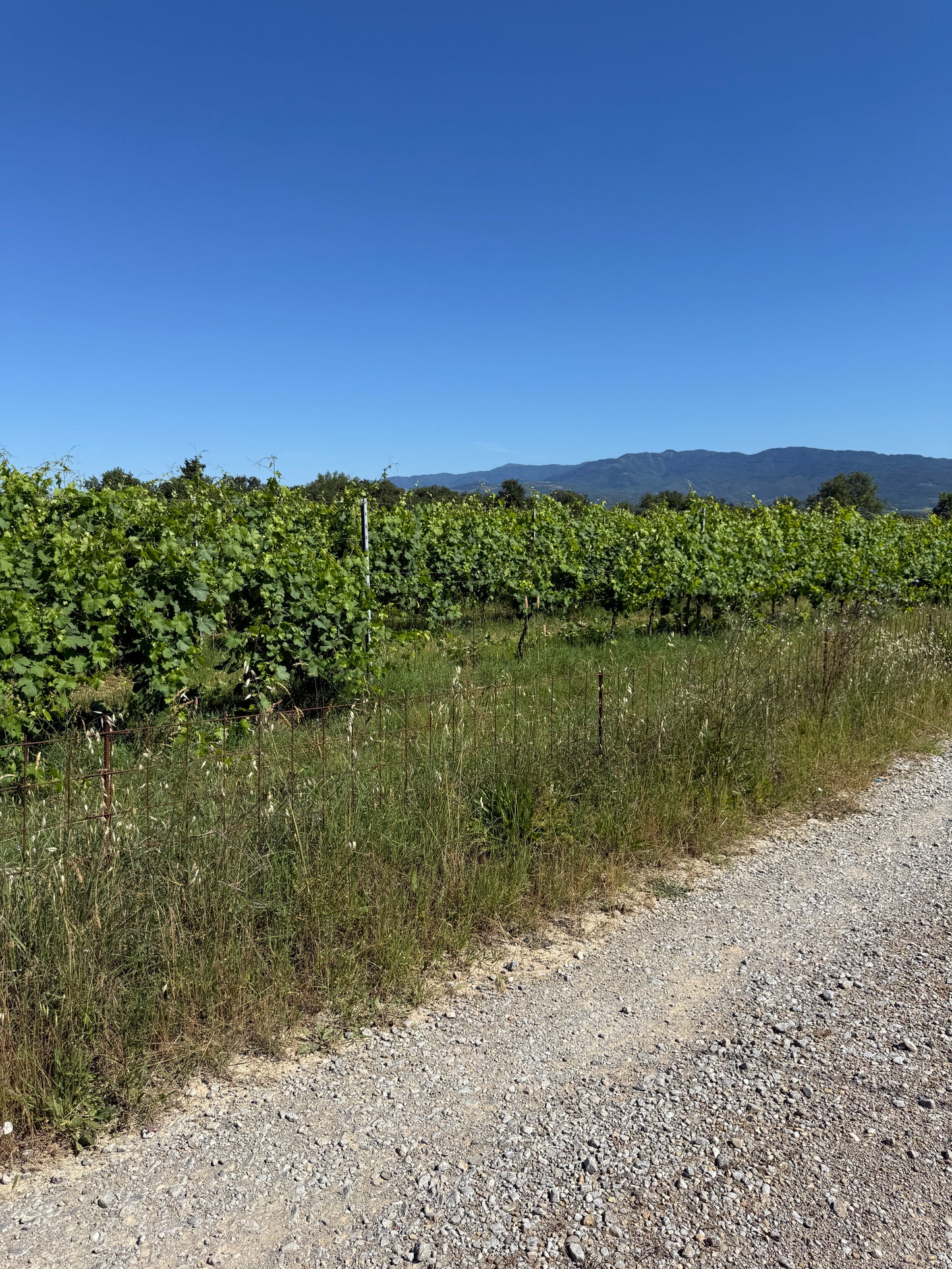 Splendid Vineyard in Pergine Valdarno - Exclusive Agricultural Opportunity