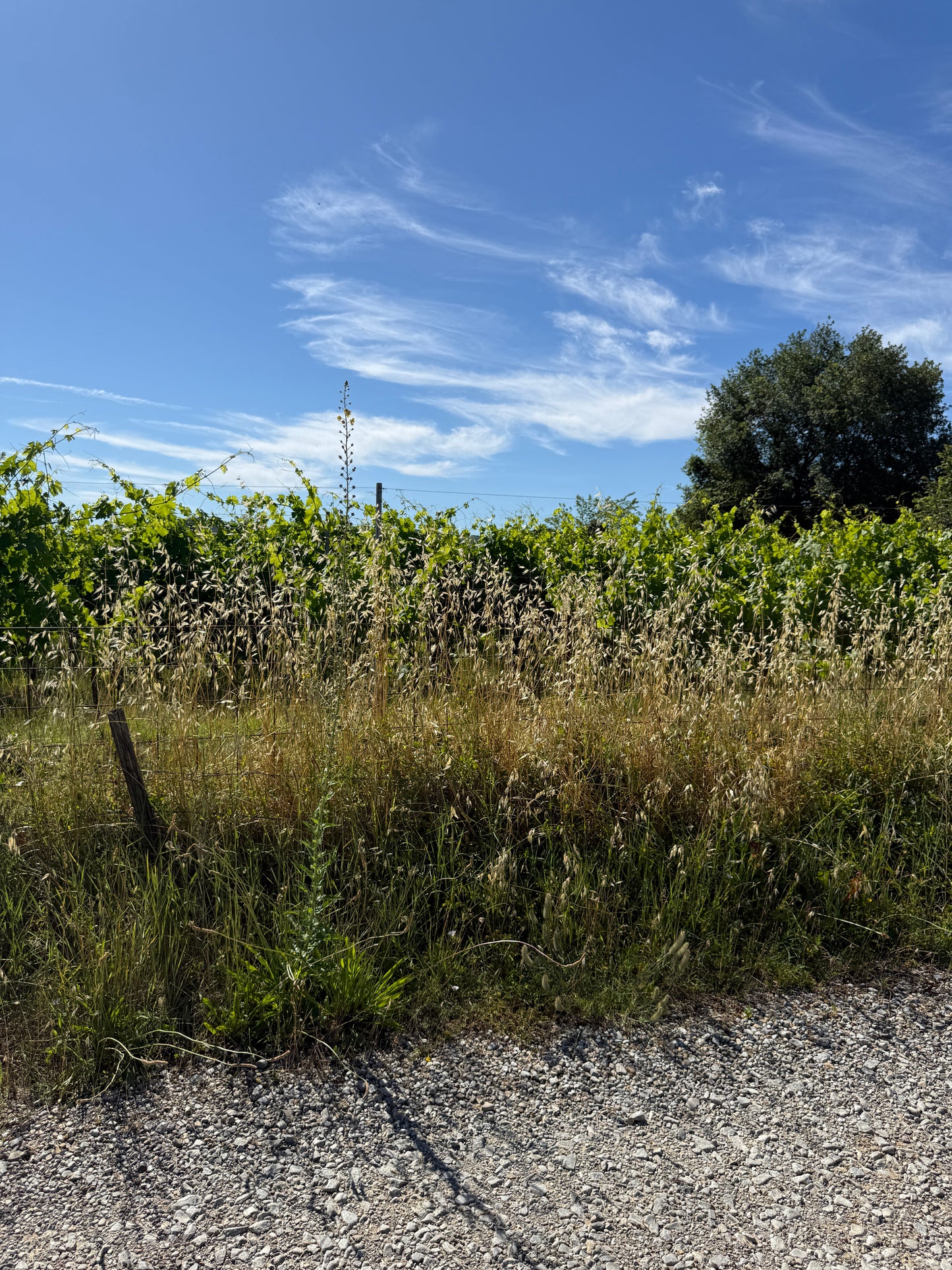 Splendid Vineyard in Pergine Valdarno - Exclusive Agricultural Opportunity