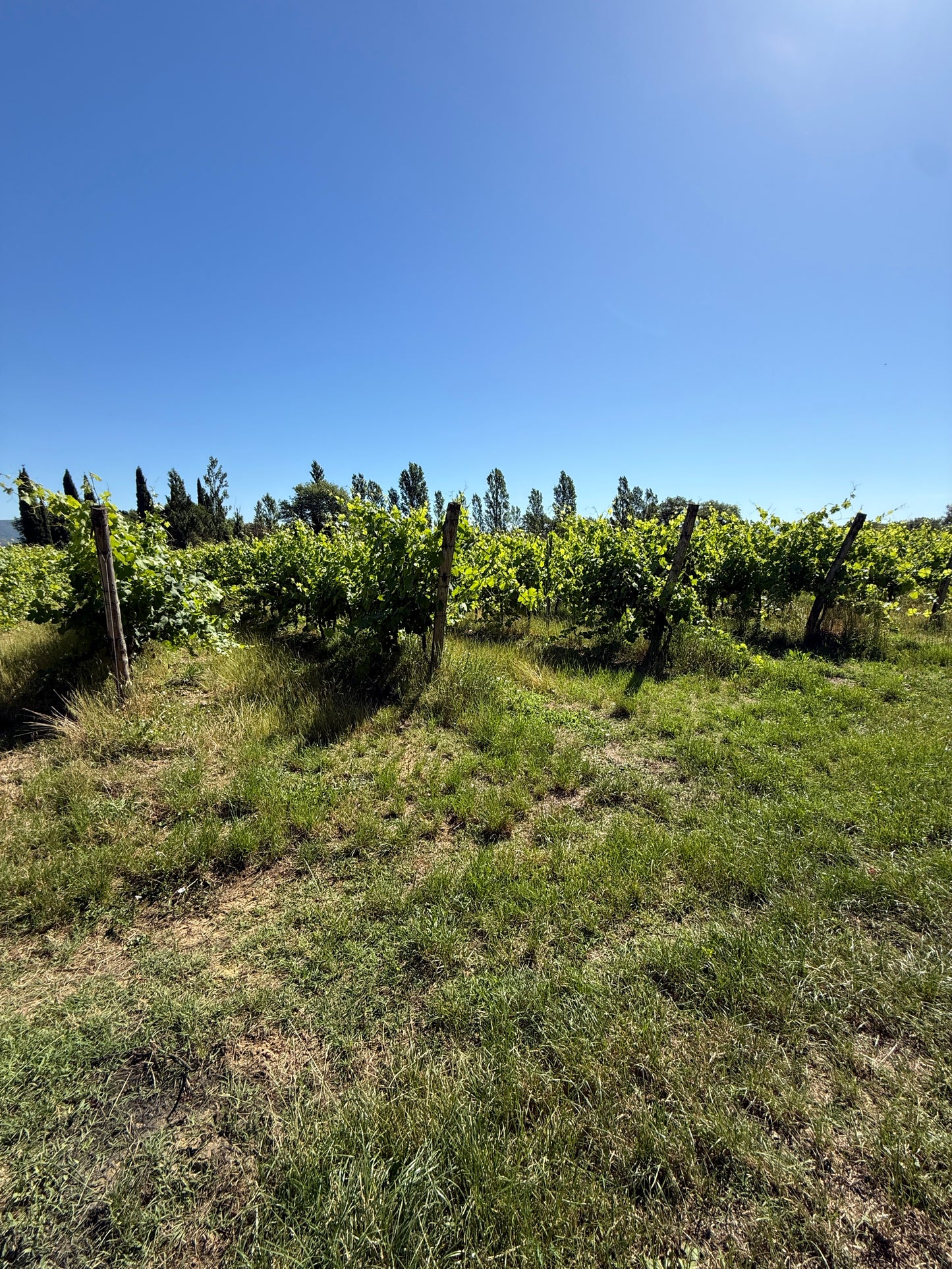 Splendid Vineyard in Pergine Valdarno - Exclusive Agricultural Opportunity