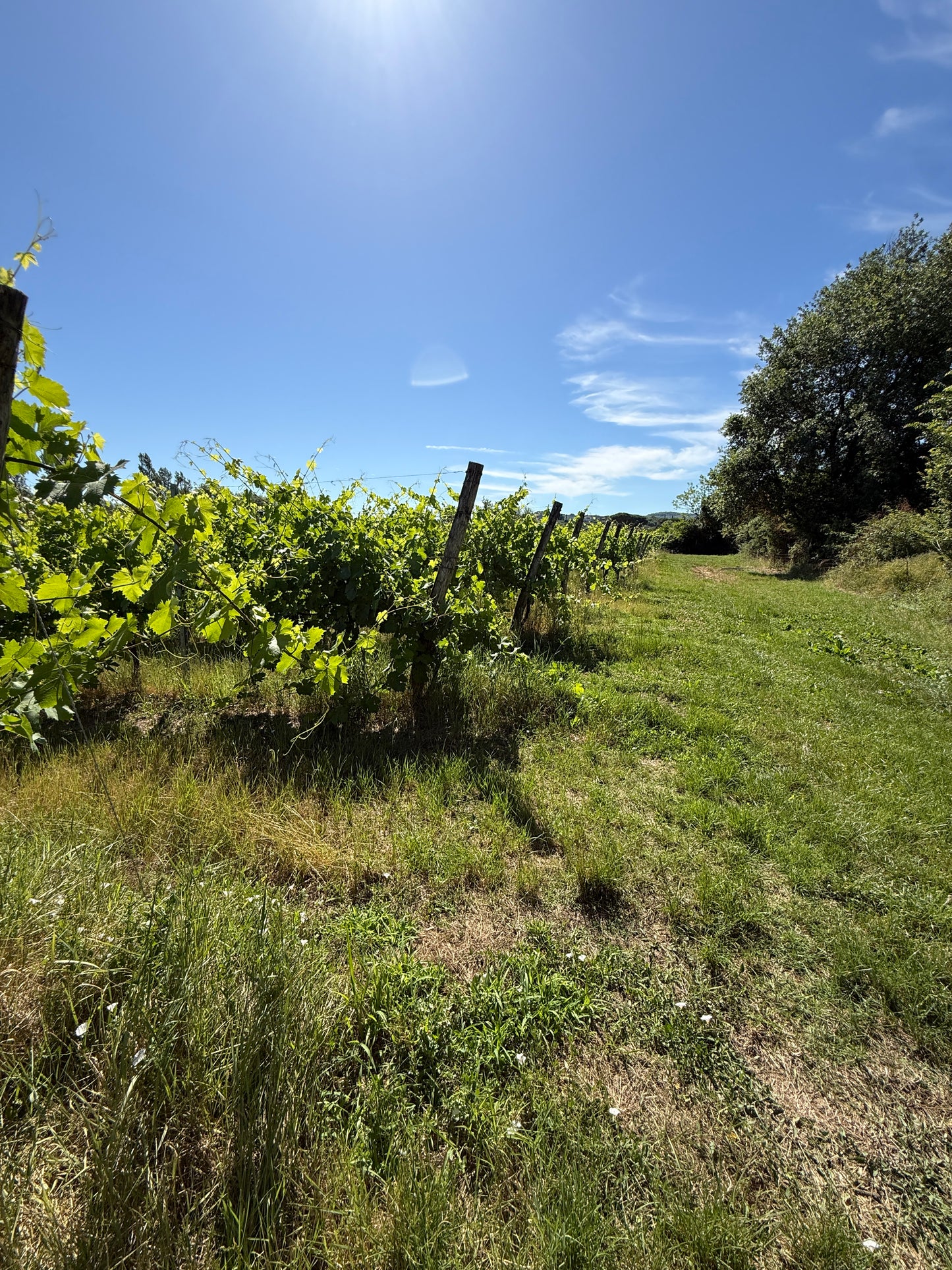 Splendid Vineyard in Pergine Valdarno - Exclusive Agricultural Opportunity