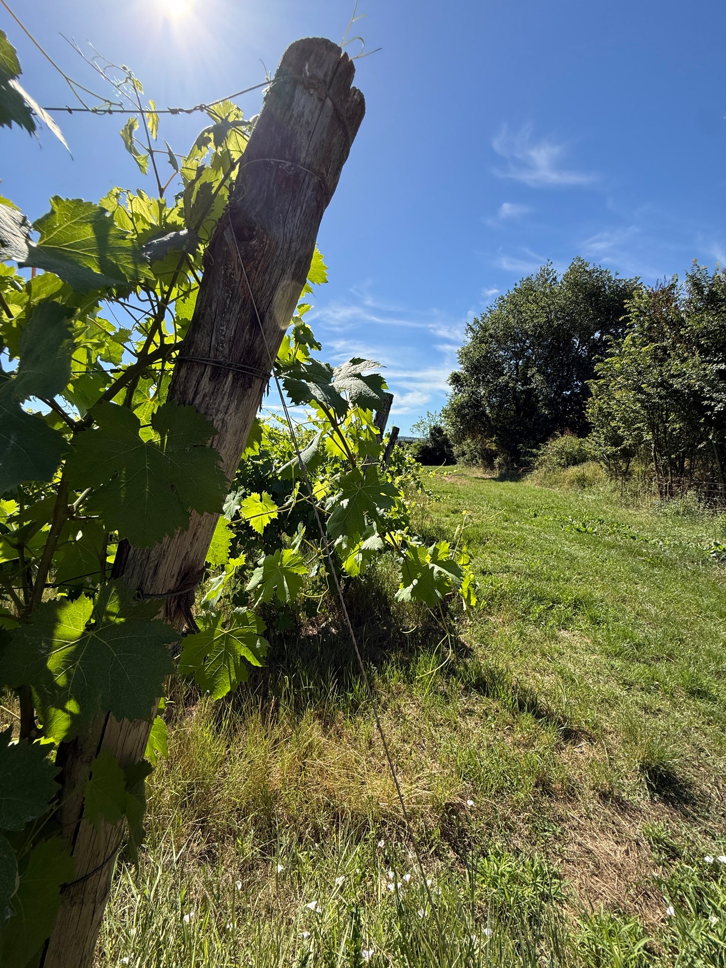 Splendid Vineyard in Pergine Valdarno - Exclusive Agricultural Opportunity
