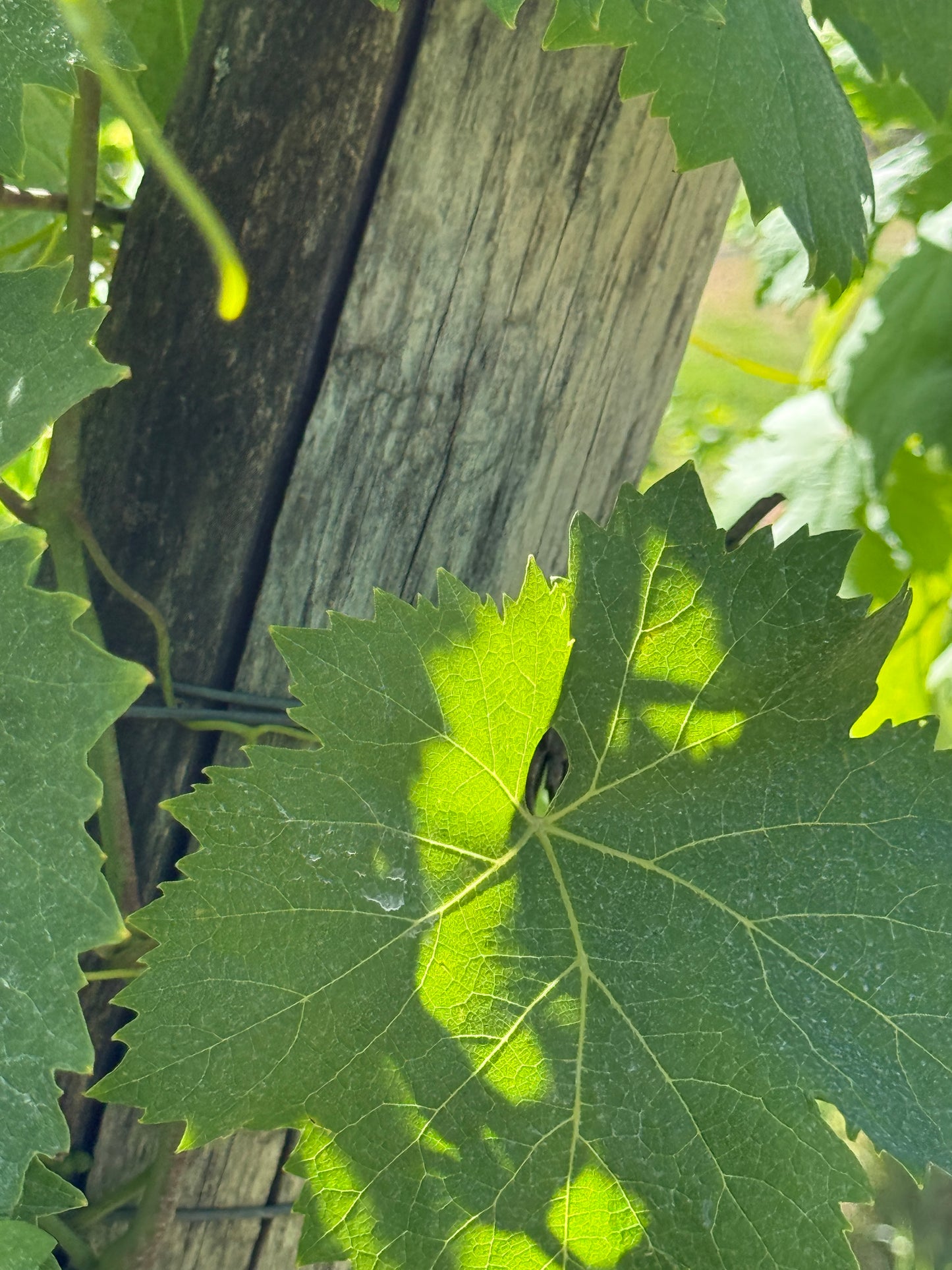 Splendid Vineyard in Pergine Valdarno - Exclusive Agricultural Opportunity