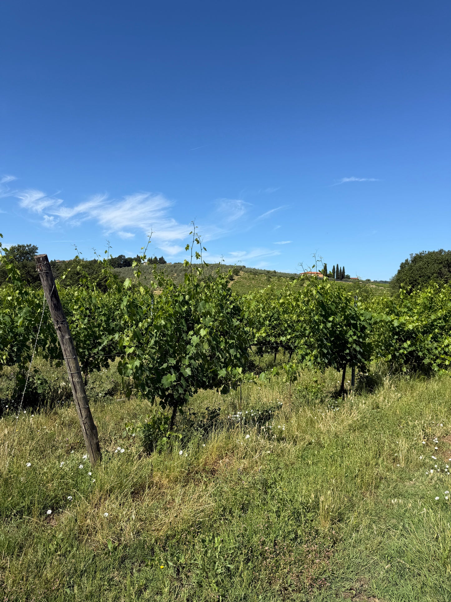 Splendid Vineyard in Pergine Valdarno - Exclusive Agricultural Opportunity