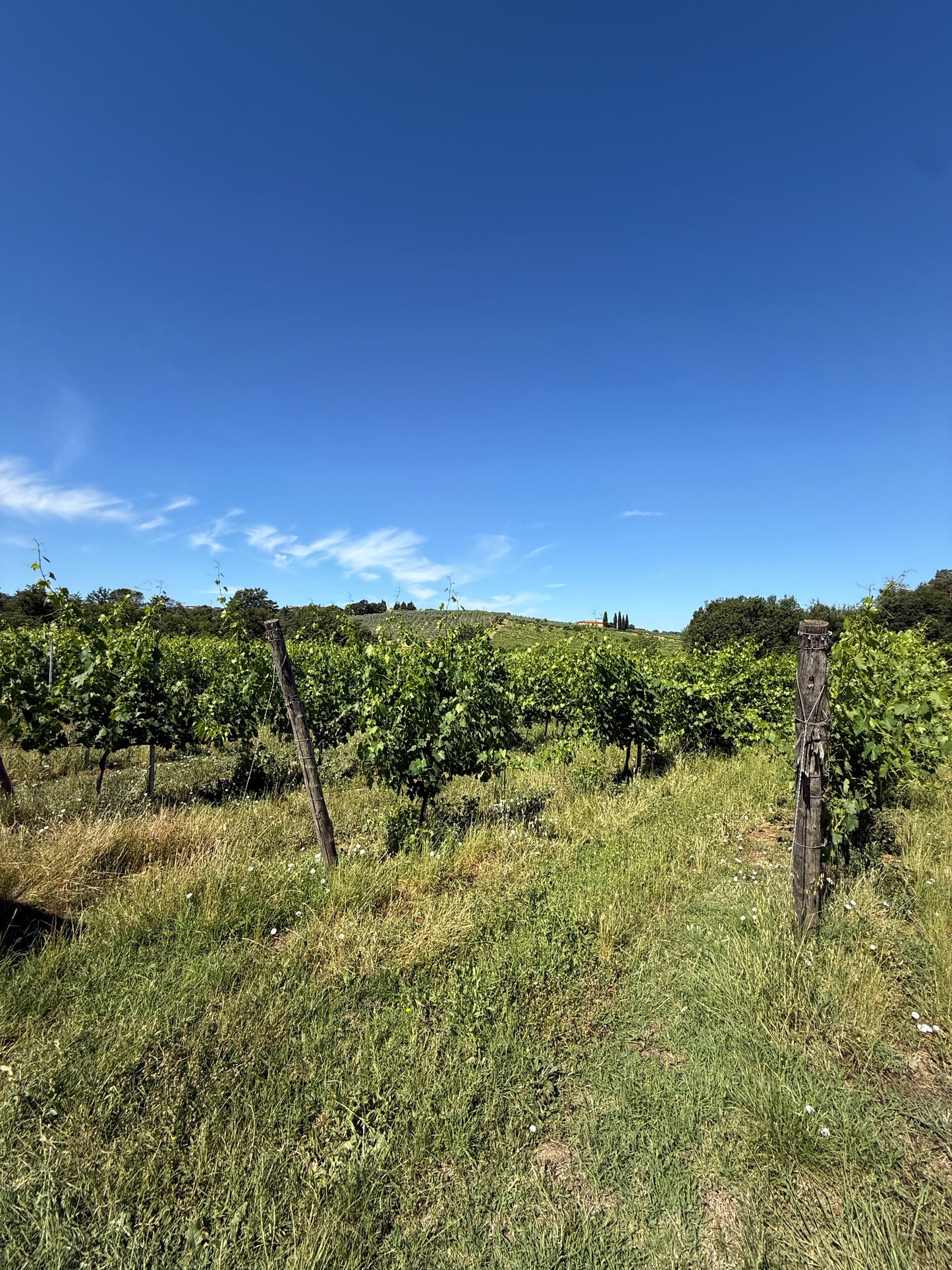 Splendid Vineyard in Pergine Valdarno - Exclusive Agricultural Opportunity